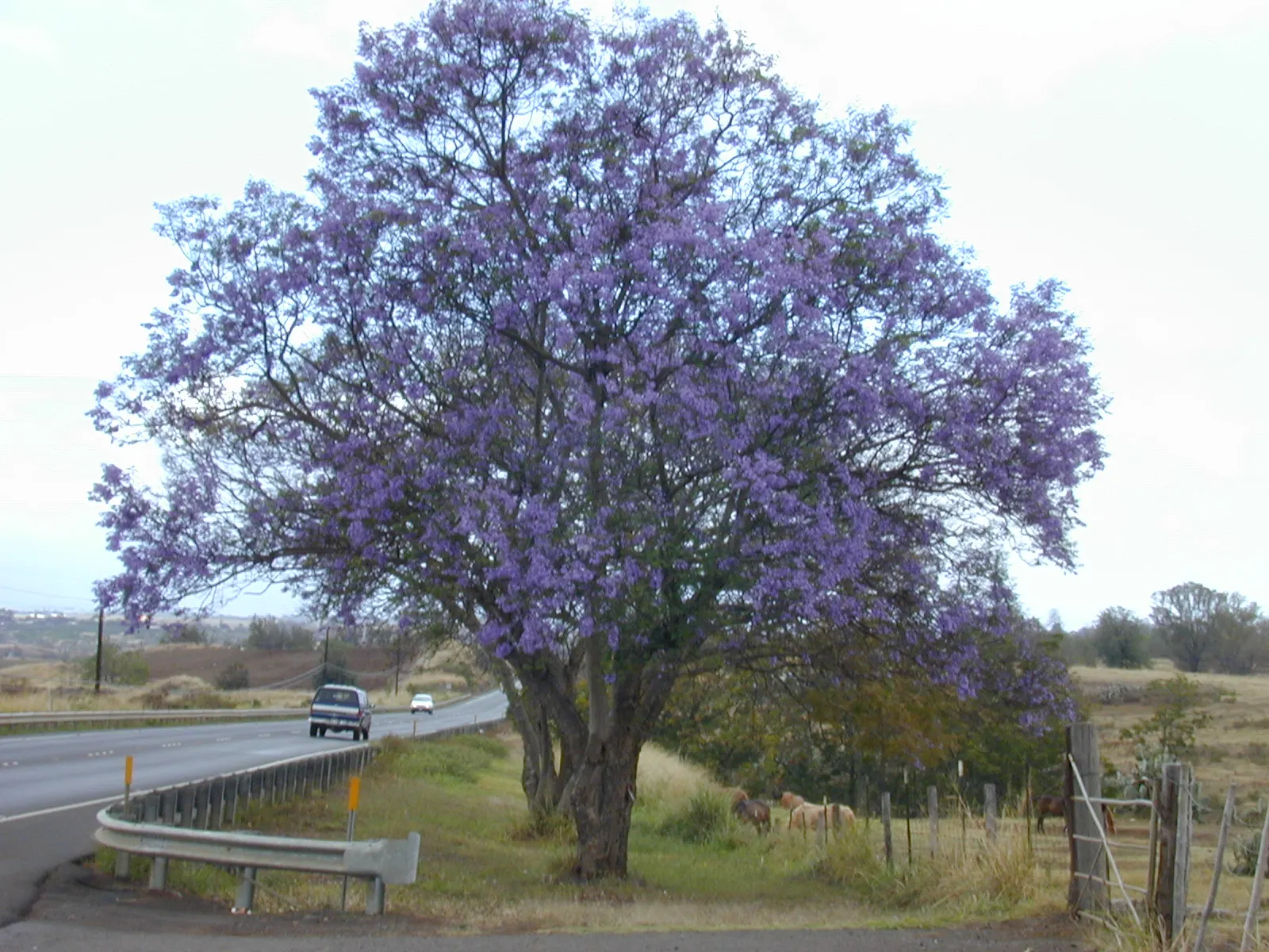 Jacaranda (Jacaranda Mimosifolia) — it's important to consider its preference for full sun and well-drained soil