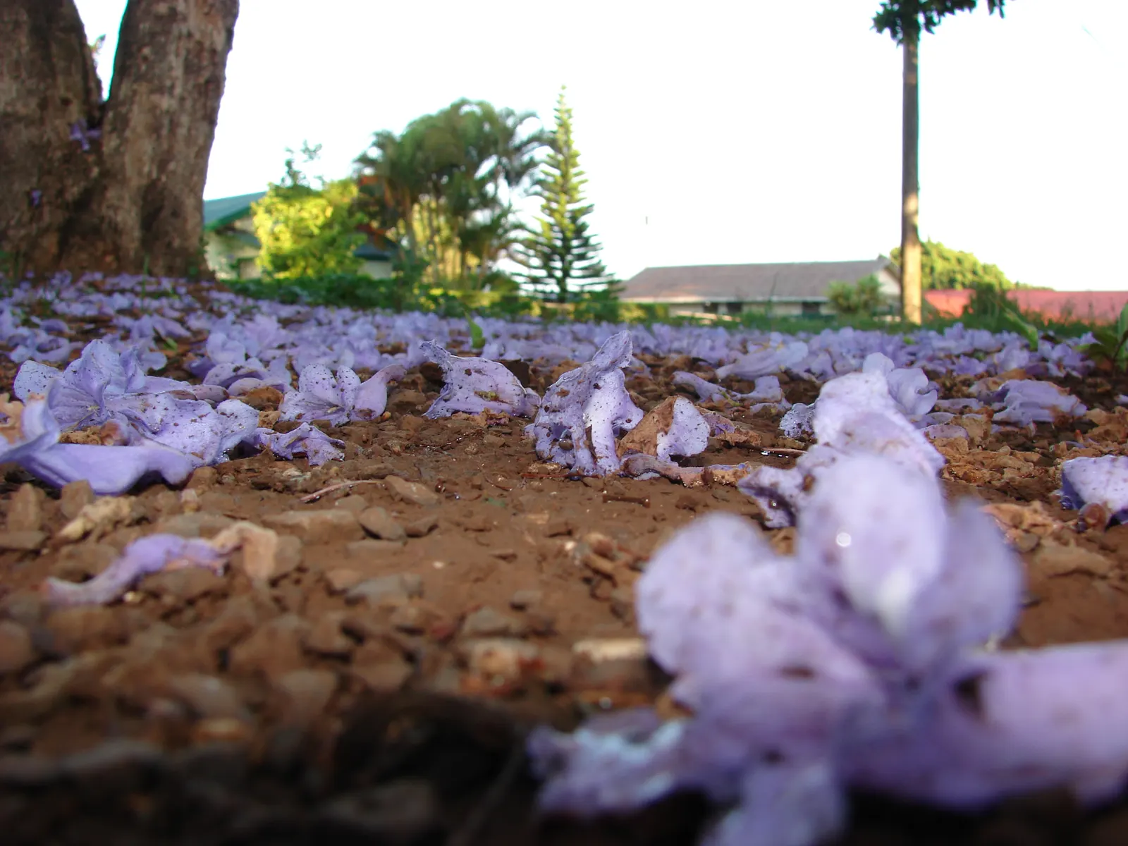 Jacaranda (Jacaranda Mimosifolia) — each about 1.5 inches long; tree with blue blooms, image 61