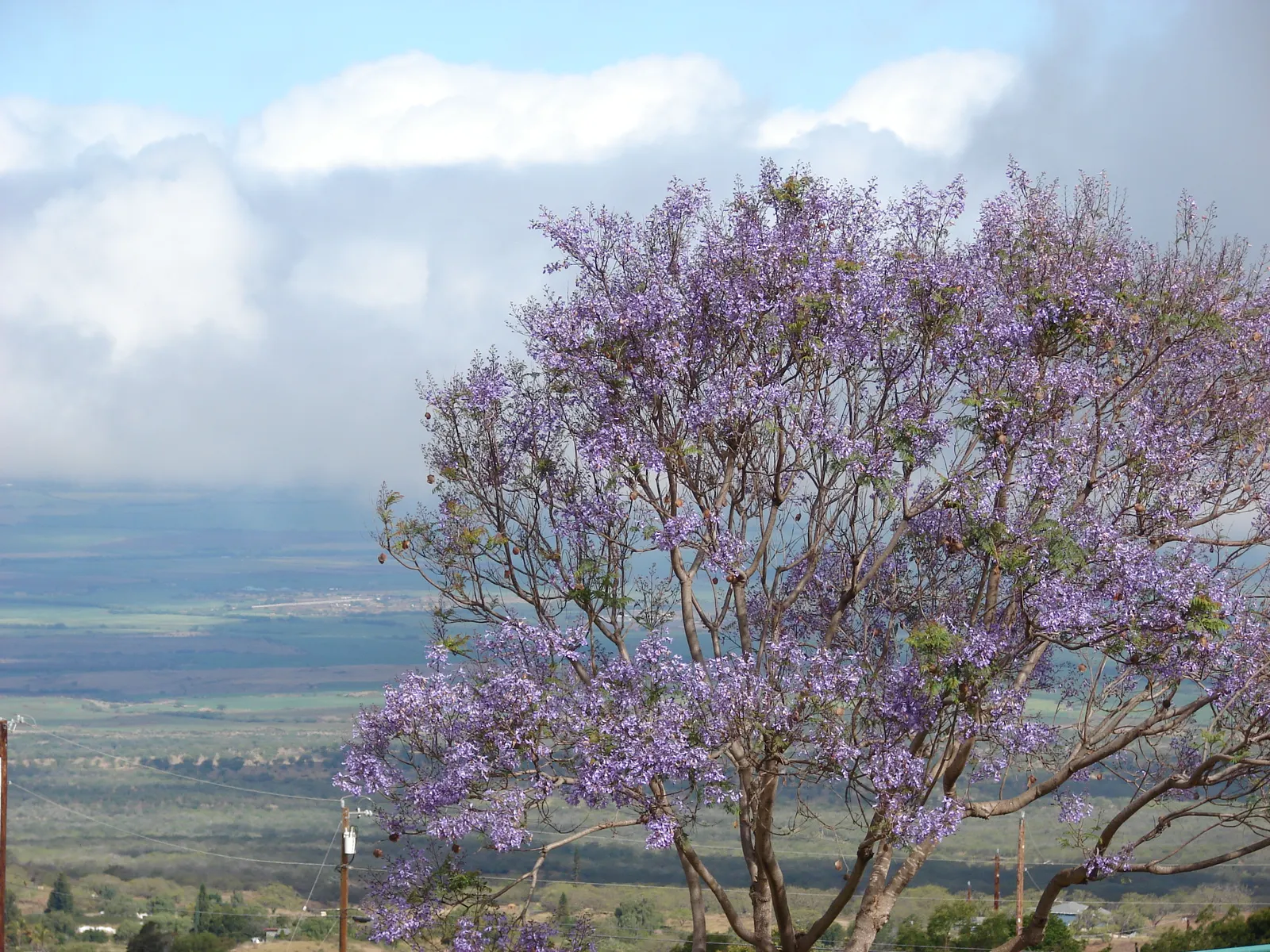 Jacaranda (Jacaranda Mimosifolia) — and somewhat irregular crown; this deciduous tree matures to 25-50 feet in height and spreads 15-30 feet, image 65