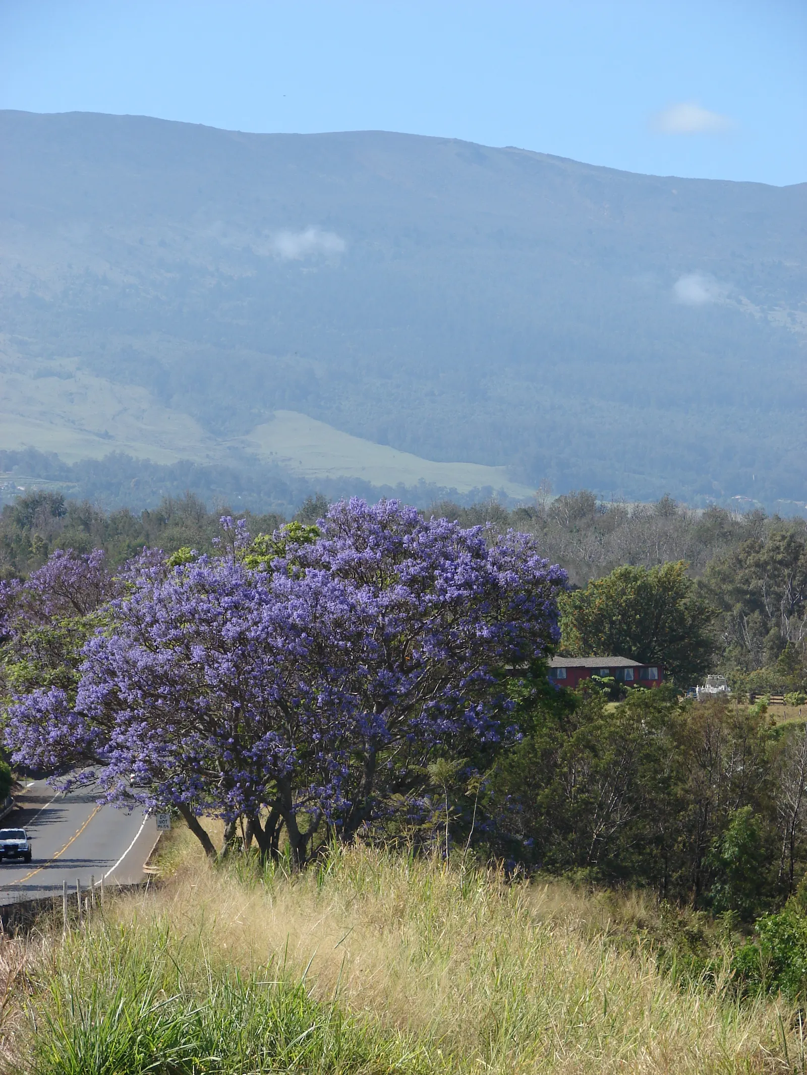 Jacaranda (Jacaranda Mimosifolia) — The Jacaranda mimosifolia, renowned for its captivating purple blossoms, thrives under full sun; prefers, image 51