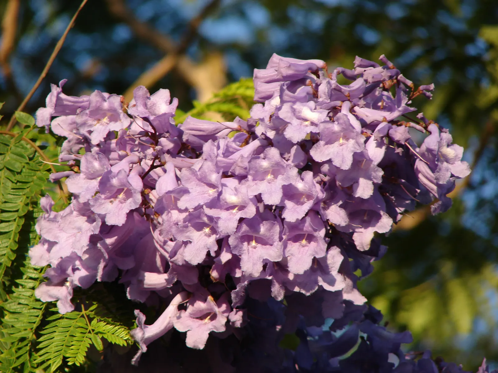 Jacaranda (Jacaranda Mimosifolia) — blue flowers in the garden
