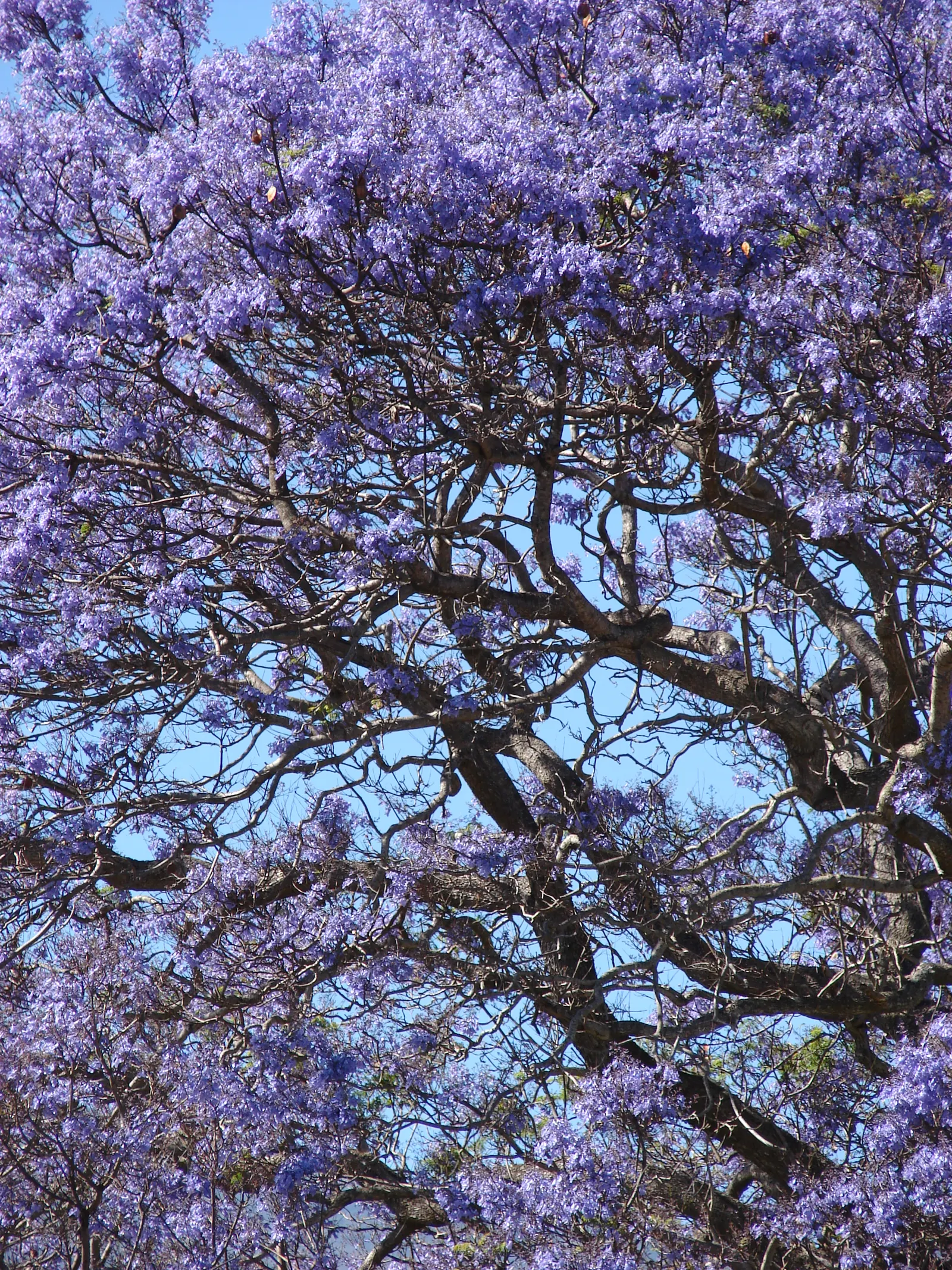 Jacaranda (Jacaranda Mimosifolia) — Prefers well-drained soil and is drought-tolerant once established; tree for full, image 79