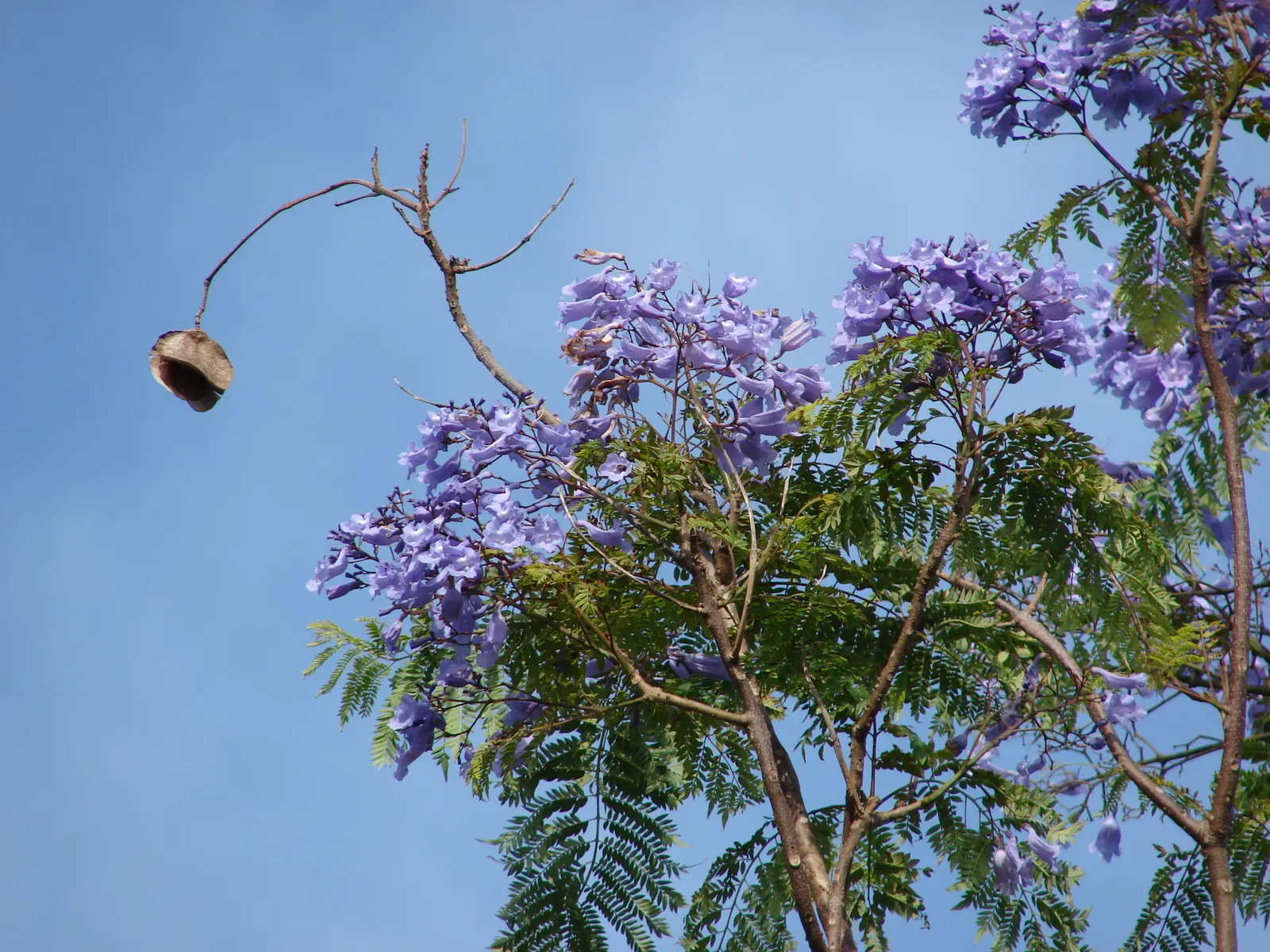 Jacaranda (Jacaranda Mimosifolia) — each about 1.5 inches long; tree with blue blooms, image 111
