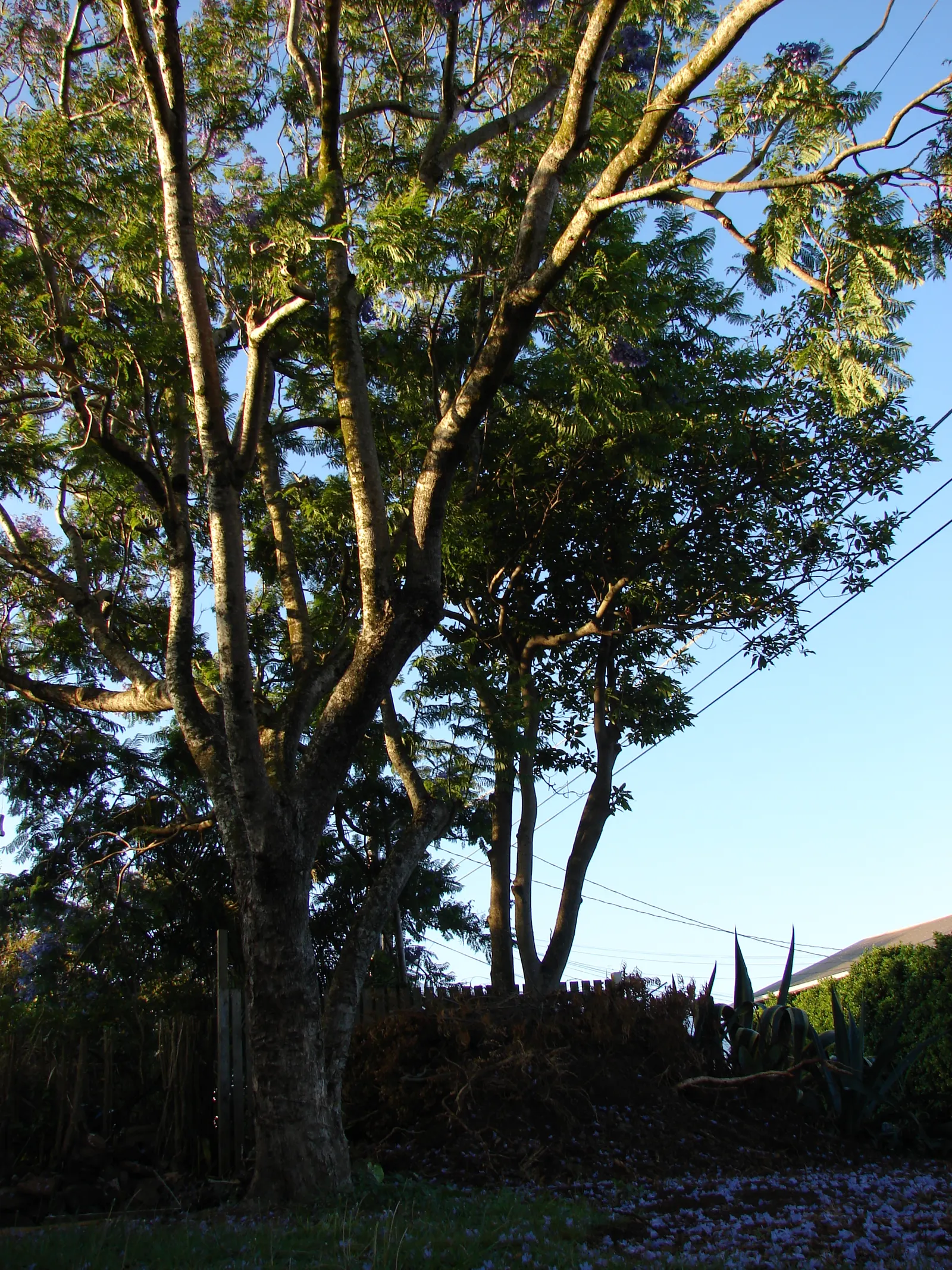 Jacaranda (Jacaranda Mimosifolia) — Prefers well-drained soil and is drought-tolerant once established; tree for full, image 54