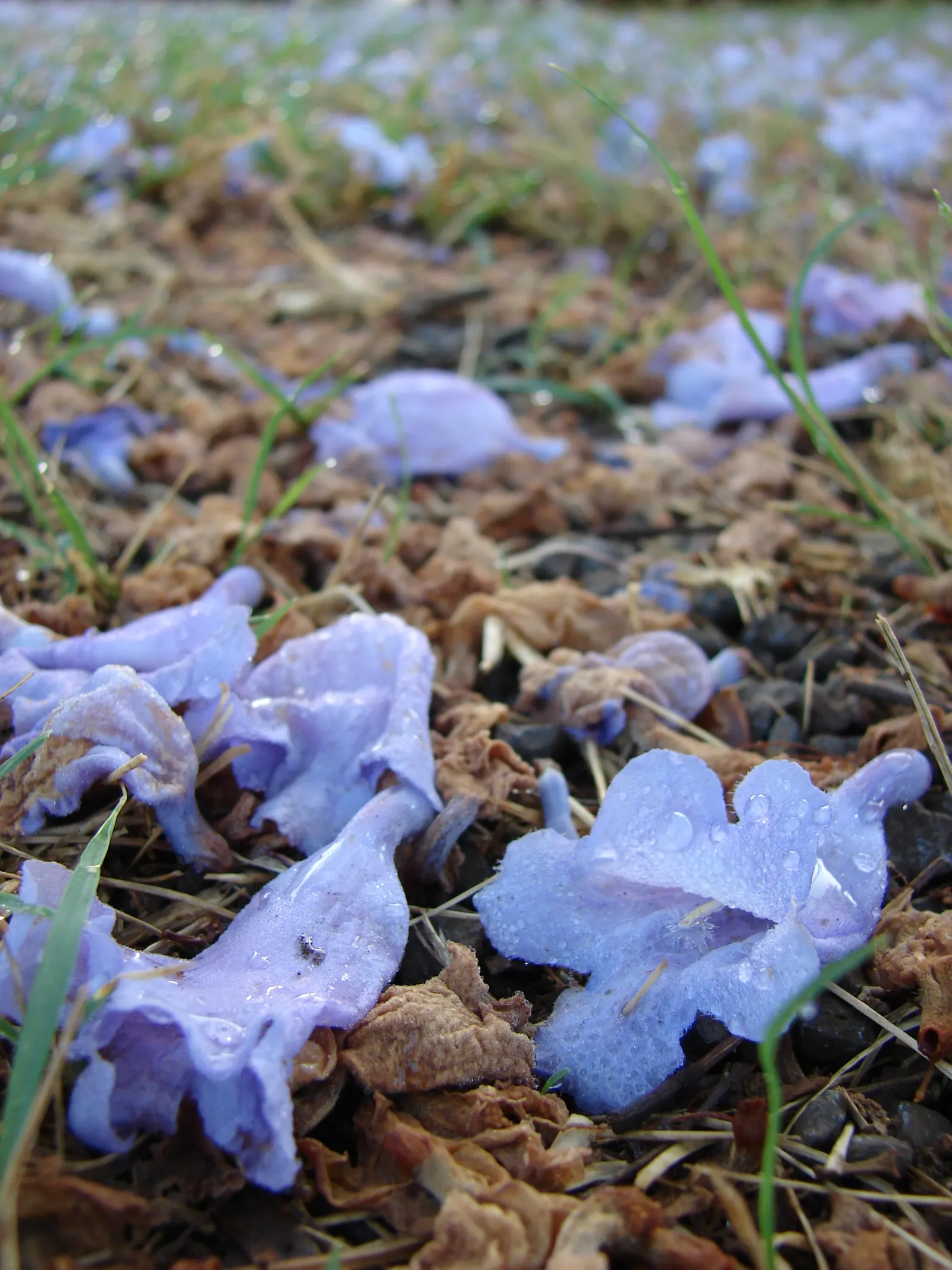 Jacaranda (Jacaranda Mimosifolia) — reminiscent of the mimosa tree; it features finely textured, image 67