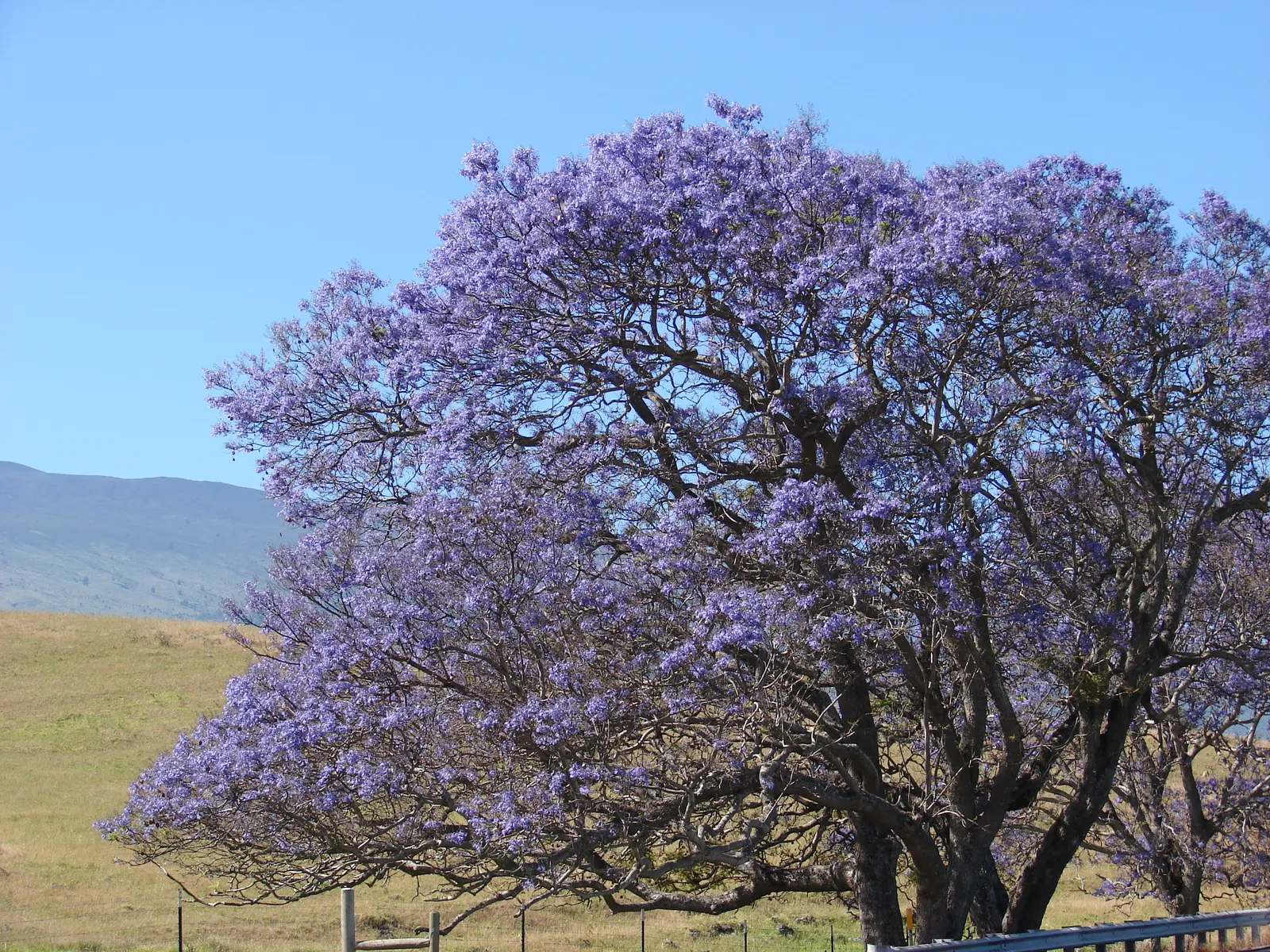 Jacaranda (Jacaranda Mimosifolia) — This deciduous tree matures to 25-50 feet in height and spreads 15-30 feet; each about 1.5 inches long, image 52
