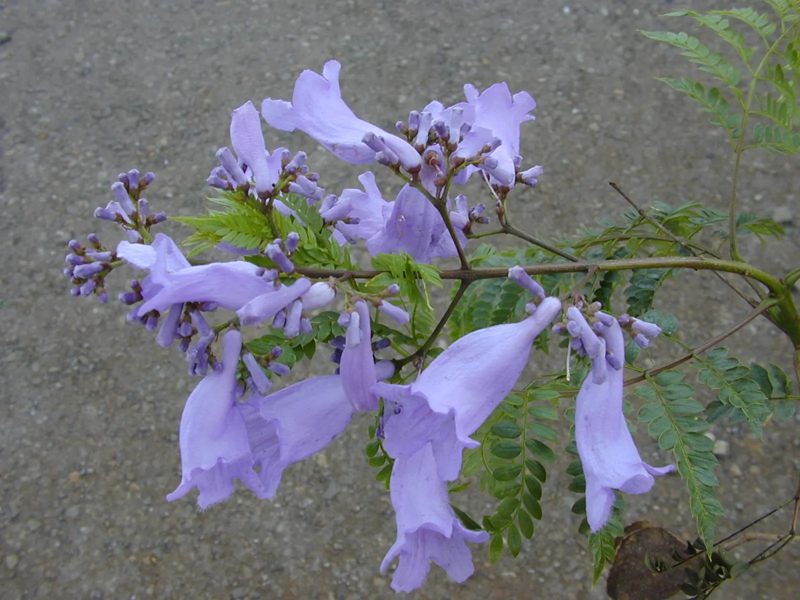 Jacaranda (Jacaranda Mimosifolia) — While the tree is drought-tolerant once established, it benefits from regular watering during dry spells