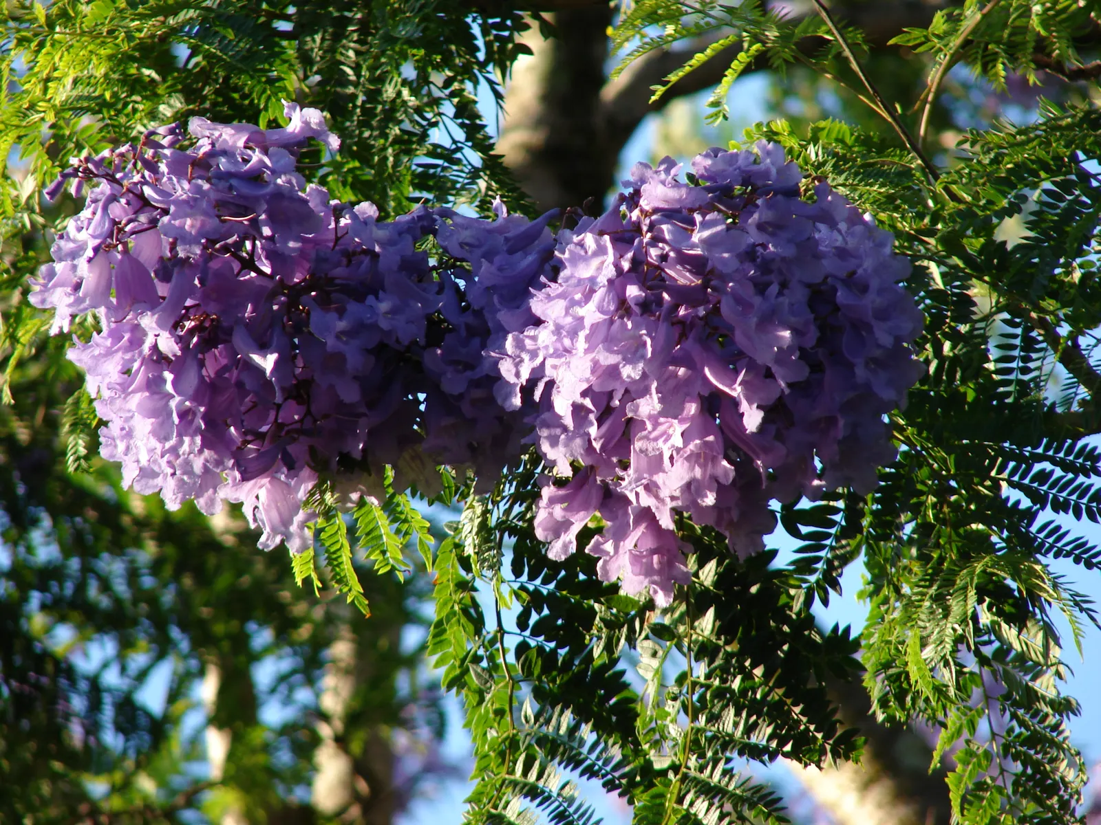 Jacaranda (Jacaranda Mimosifolia) — it's important to consider its preference for full sun and well-drained soil; blooms are best in warm climates, image 119