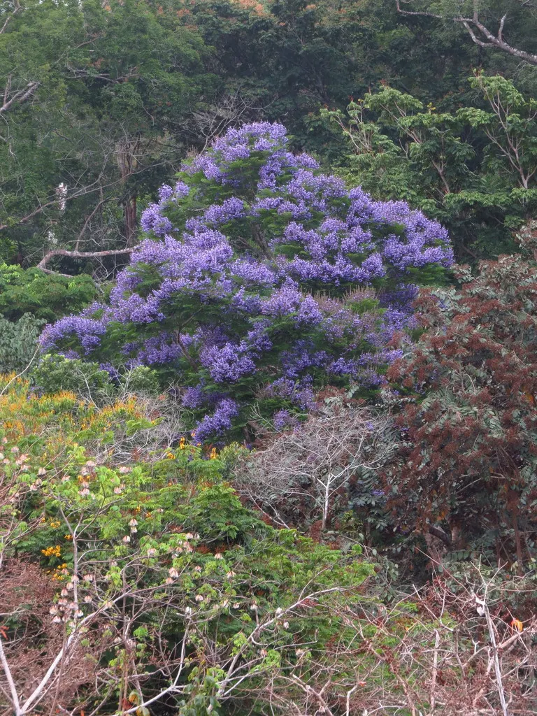 Jacaranda (Jacaranda Mimosifolia) — This deciduous tree matures to 25-50 feet in height and spreads 15-30 feet; each about 1.5 inches long