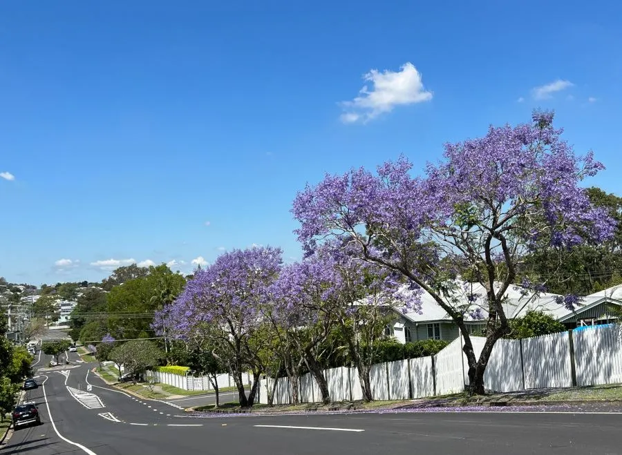 Jacaranda (Jacaranda Mimosifolia) — Plant in areas away from pools or walkways to avoid litter from fallen flowers; the Jacaranda requires ample, image 56