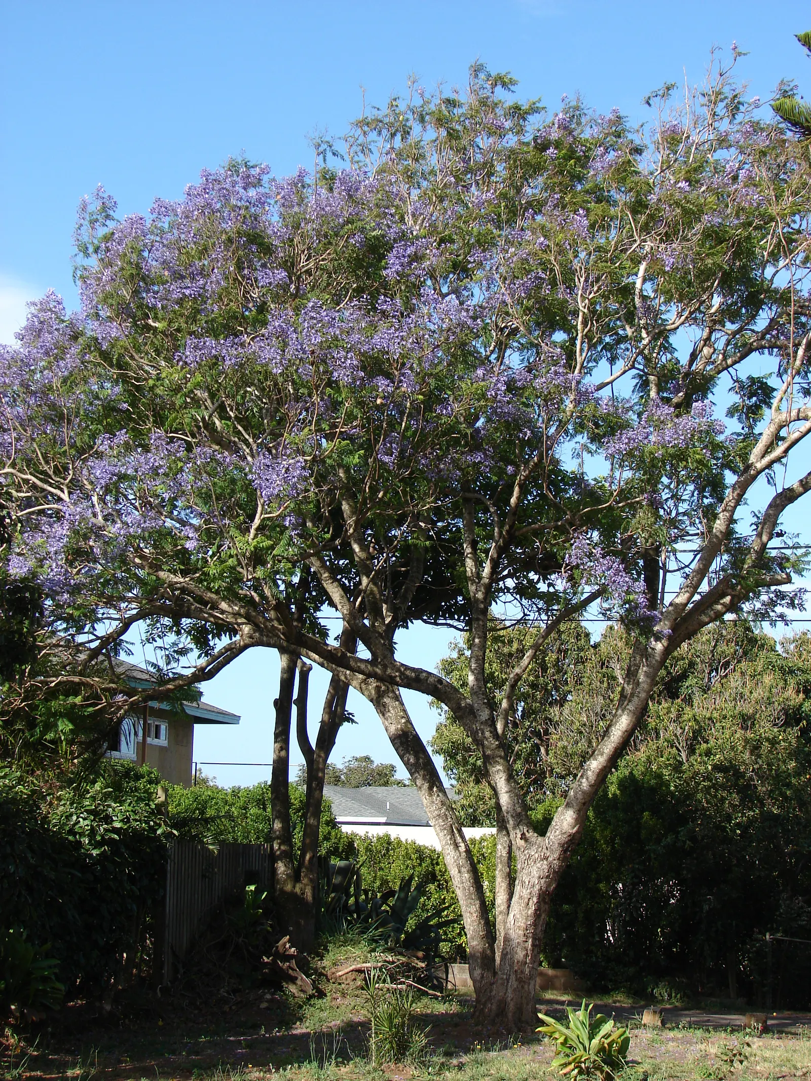 Jacaranda (Jacaranda Mimosifolia) — that create a vivid lavender-blue cloud of color; plant in areas away from pools or walkways to avoid litter, image 62