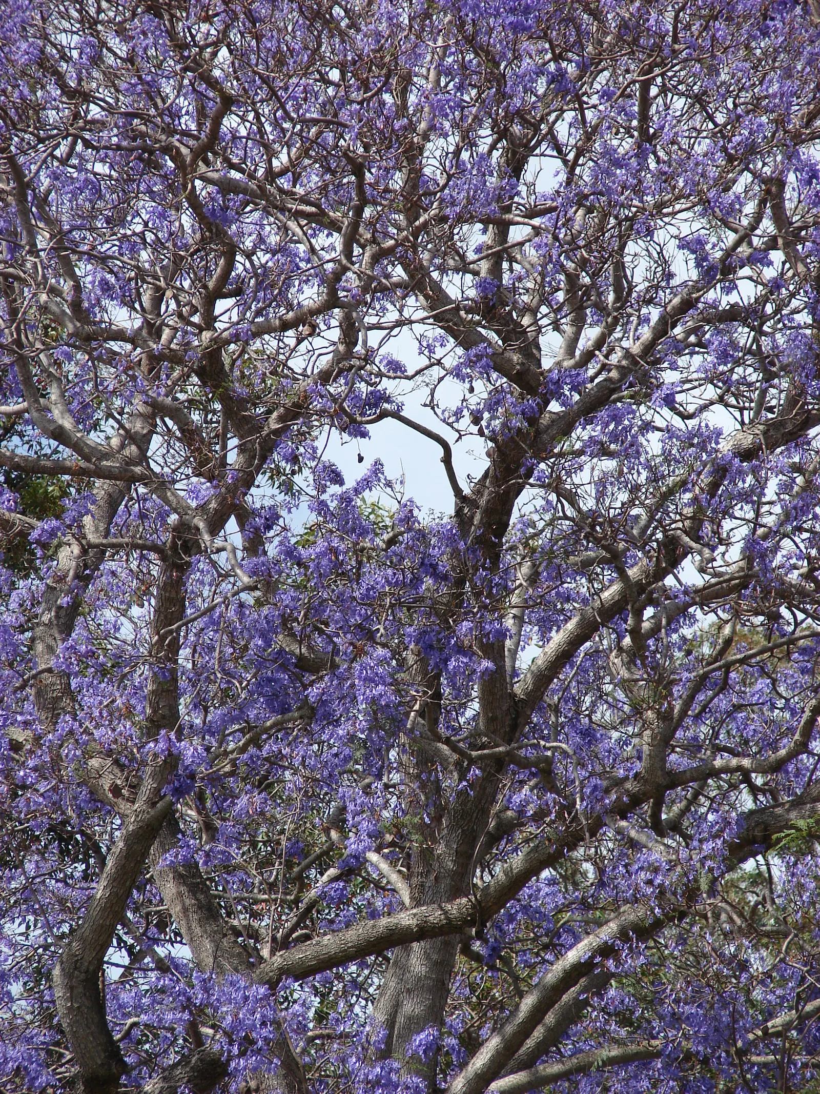 Jacaranda (Jacaranda Mimosifolia) — blue flowers in the garden; is a captivating tree appreciated for its stunning display of purple blossoms, image 73