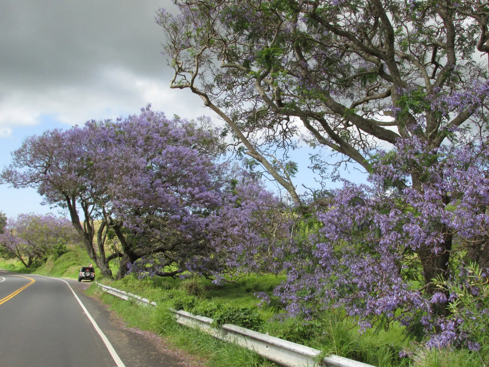 Jacaranda (Jacaranda Mimosifolia) — The Jacaranda mimosifolia, renowned for its captivating purple blossoms, thrives under full sun; prefers, image 76
