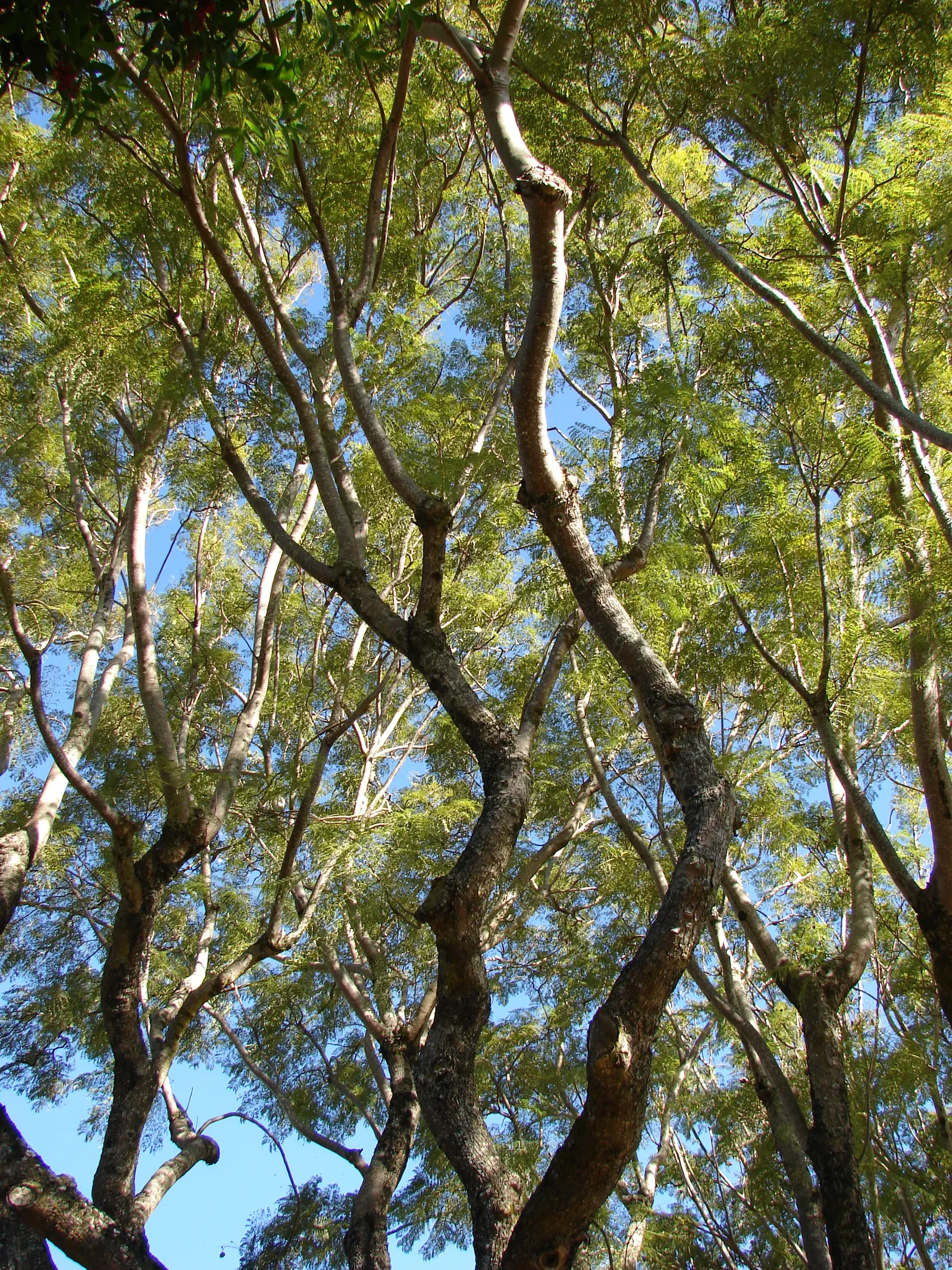 Jacaranda (Jacaranda Mimosifolia) — While the tree is drought-tolerant once established, it benefits from regular watering during dry spells; that, image 70