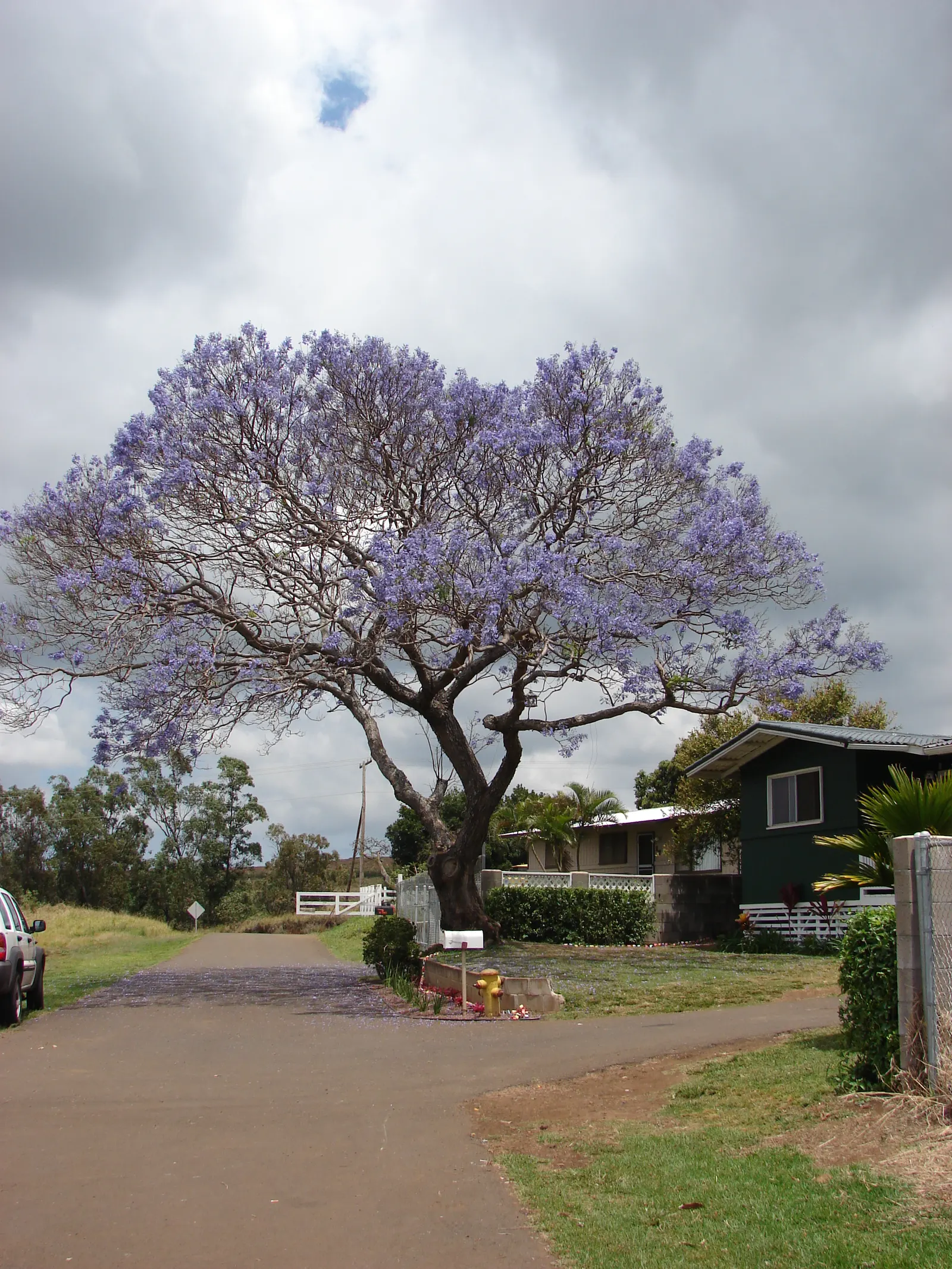 Jacaranda (Jacaranda Mimosifolia) — It features finely textured; particularly parts of Brazil and Argentina, image 66