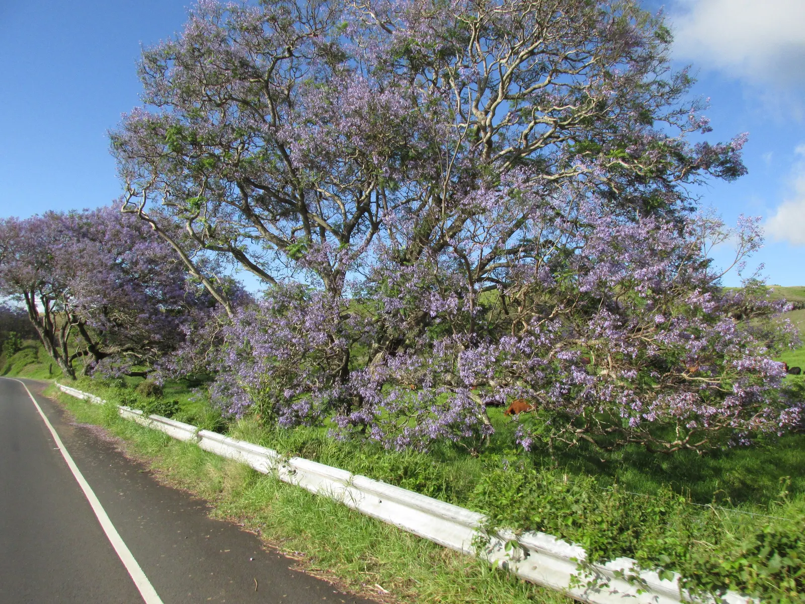 Jacaranda (Jacaranda Mimosifolia) — Its fern-like foliage offers dappled shade; which provides dappled shade and a delicate appearance.<br><br>When, image 78
