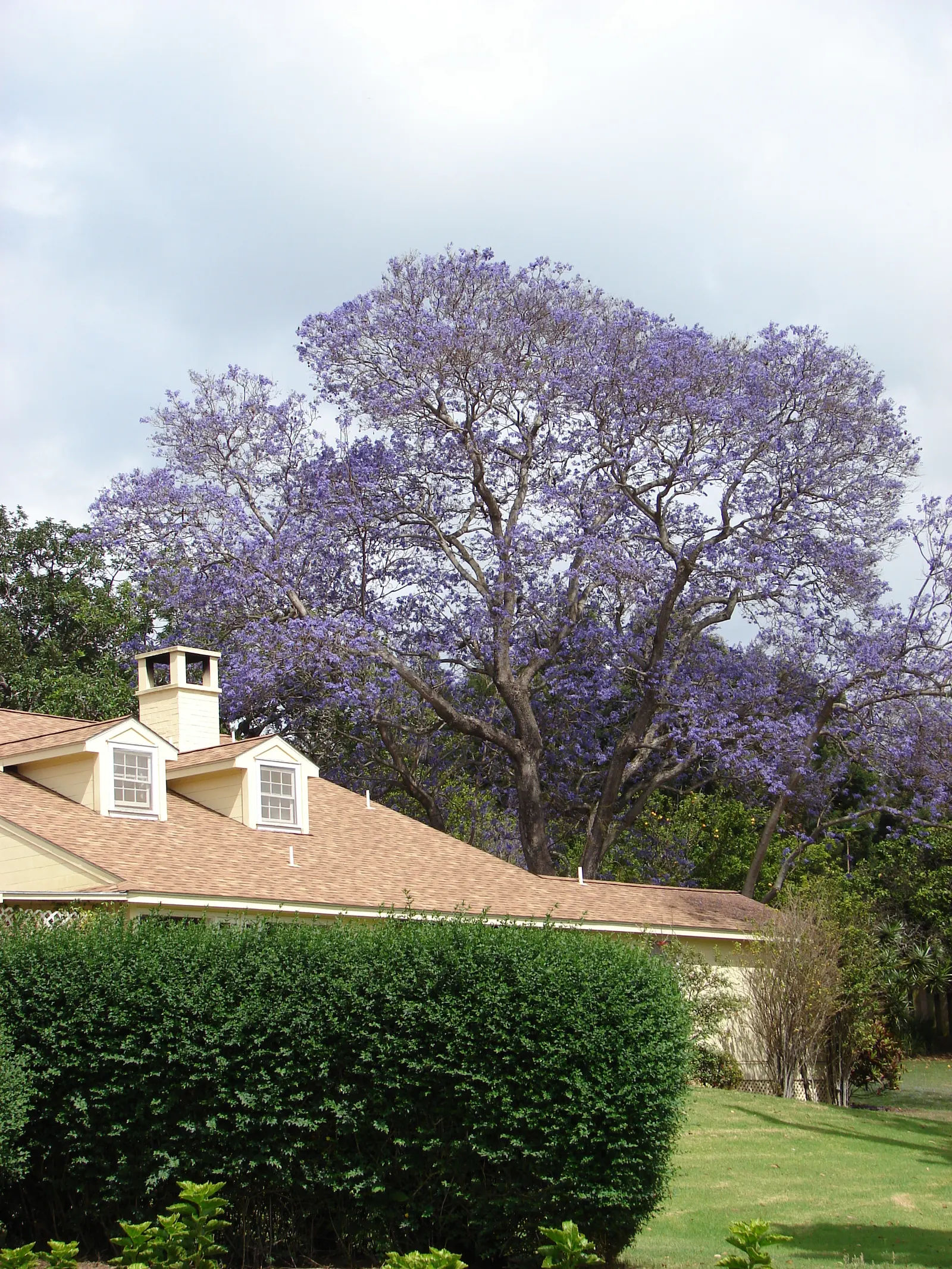 Jacaranda (Jacaranda Mimosifolia) — Its fern-like foliage offers dappled shade; which provides dappled shade and a delicate appearance.<br><br>When, image 53