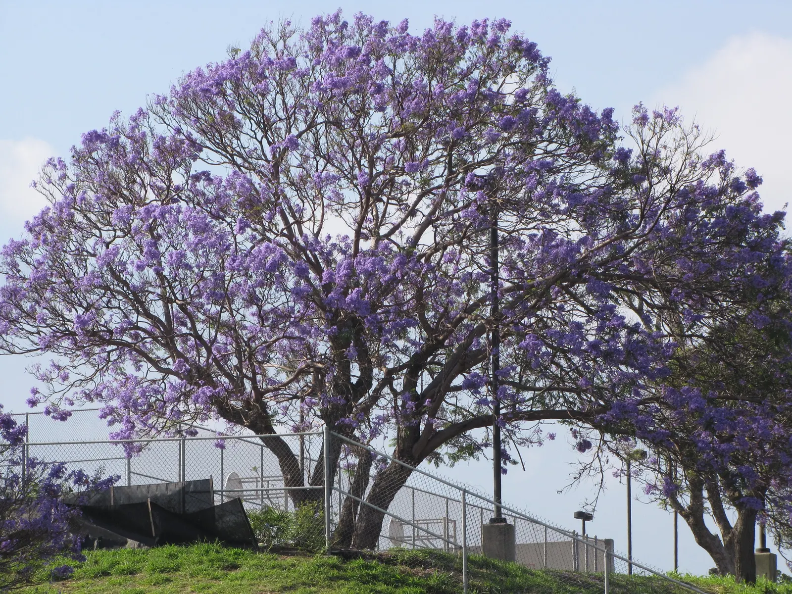 Jacaranda (Jacaranda Mimosifolia) — the tree provides a breathtaking spectacle, image 88