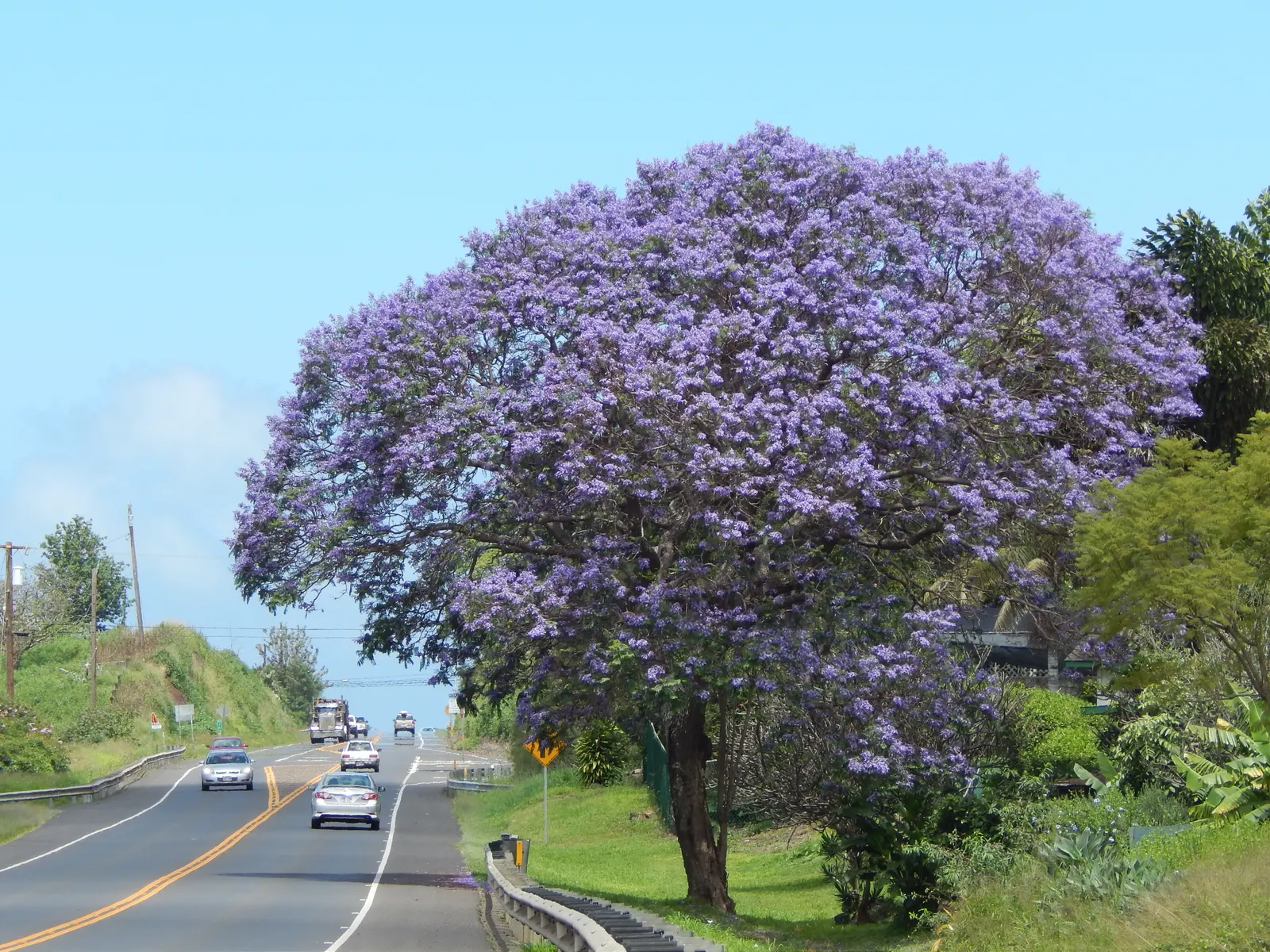 Jacaranda (Jacaranda Mimosifolia) — and streetscapes looking to add a tropical or subtropical touch; the Jacaranda mimosifolia, renowned for its, image 72