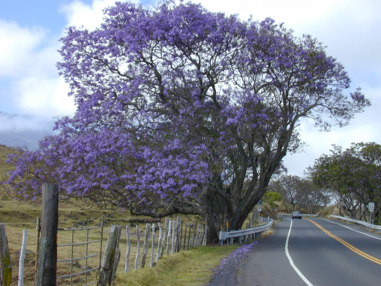 Jacaranda (Jacaranda Mimosifolia) — and streetscapes looking to add a tropical or subtropical touch; the Jacaranda mimosifolia, renowned for its, image 122