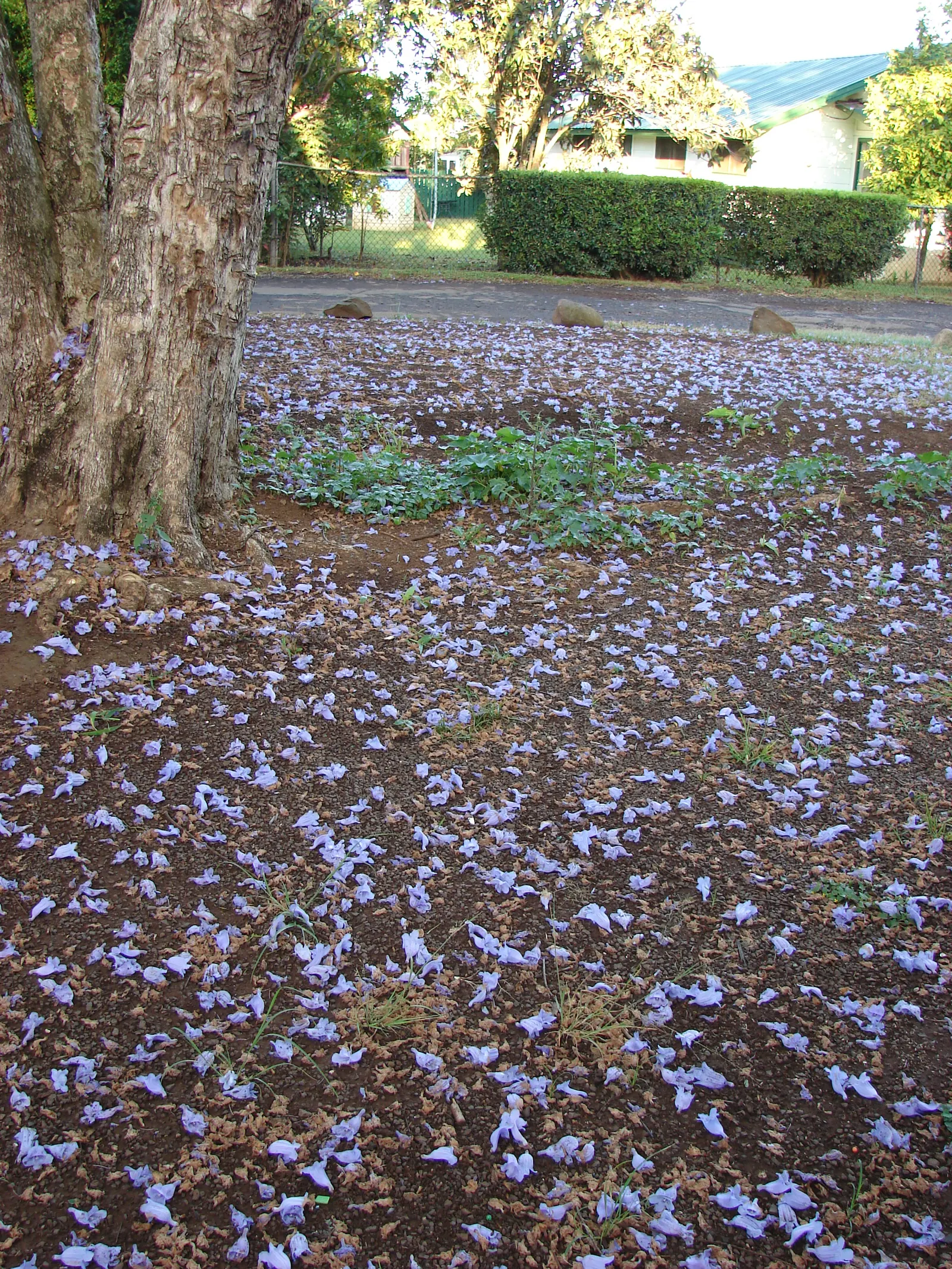 Jacaranda (Jacaranda Mimosifolia) — which provides dappled shade and a delicate appearance.<br><br>When planning for the Jacaranda; blue flowers in, image 118