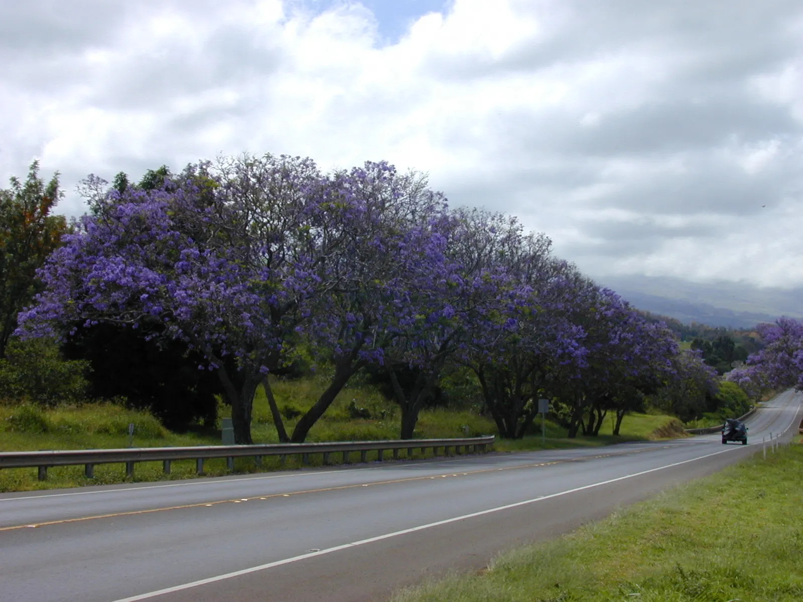 Jacaranda (Jacaranda Mimosifolia) — and streetscapes looking to add a tropical or subtropical touch