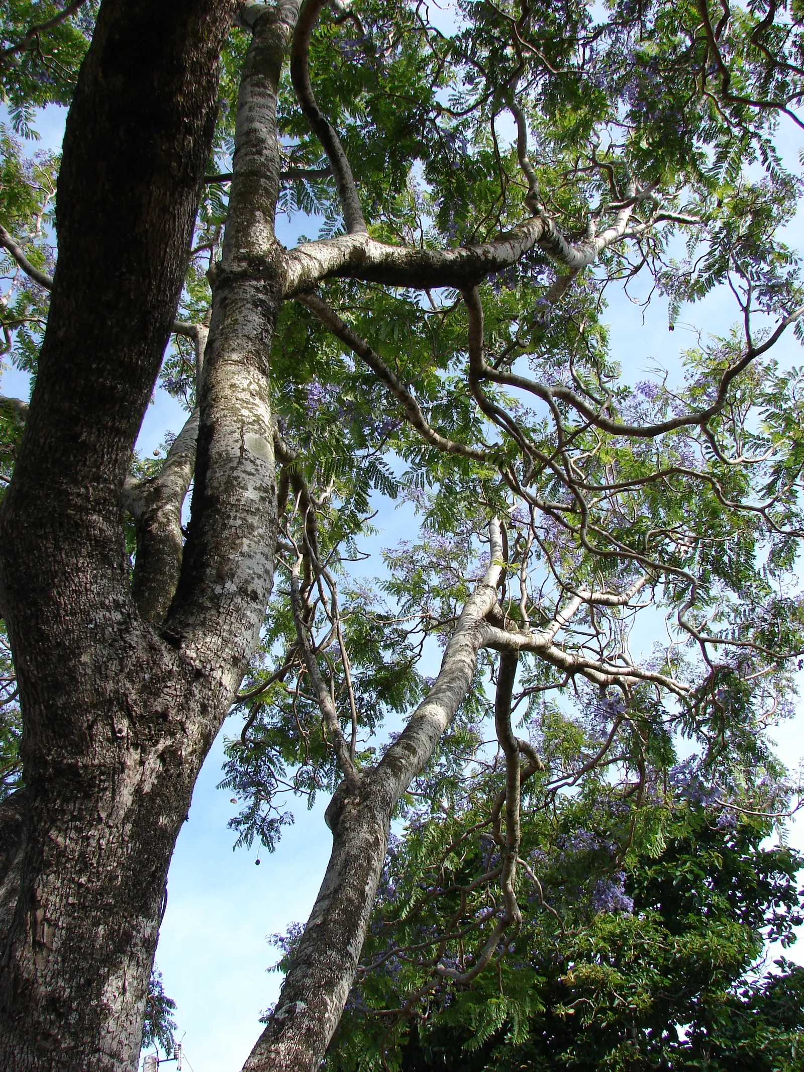 Jacaranda (Jacaranda Mimosifolia) — it's important to consider its preference for full sun and well-drained soil; blooms are best in warm climates, image 69