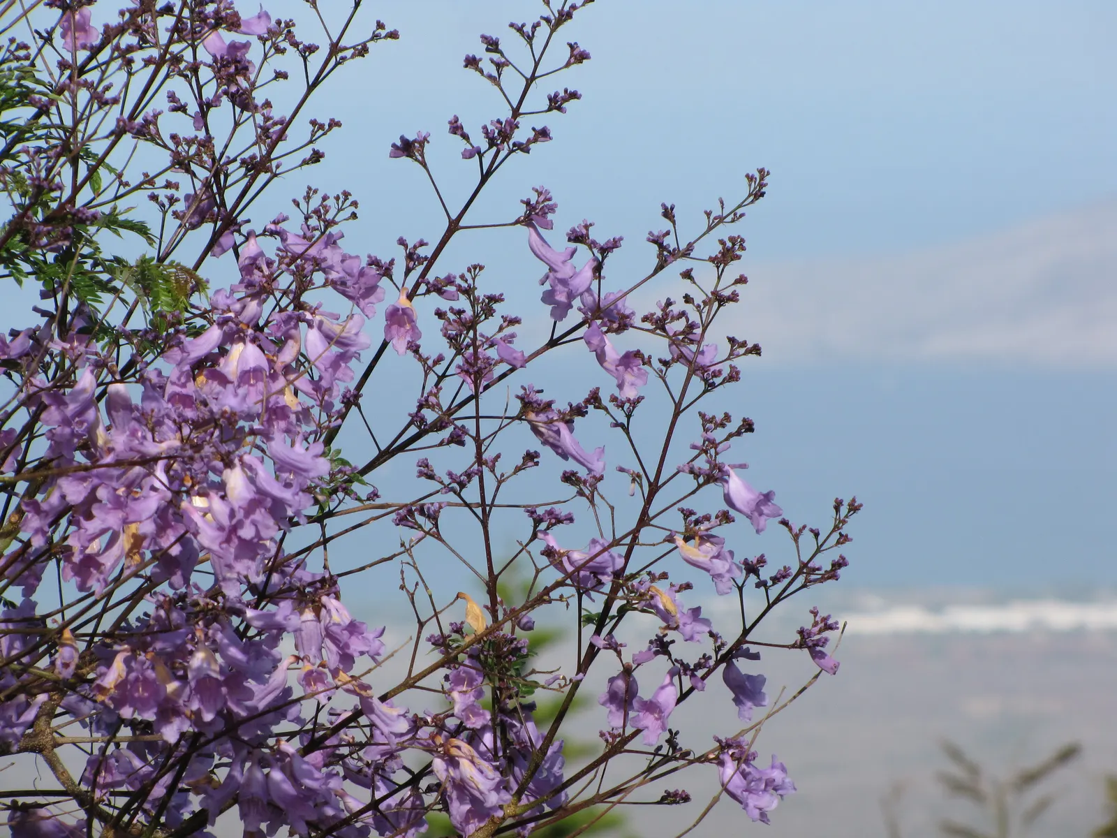 Jacaranda (Jacaranda Mimosifolia) — Blooms are best in warm climates (USDA zones 9-11) and add vibrant color to spring landscapes; commonly, image 80