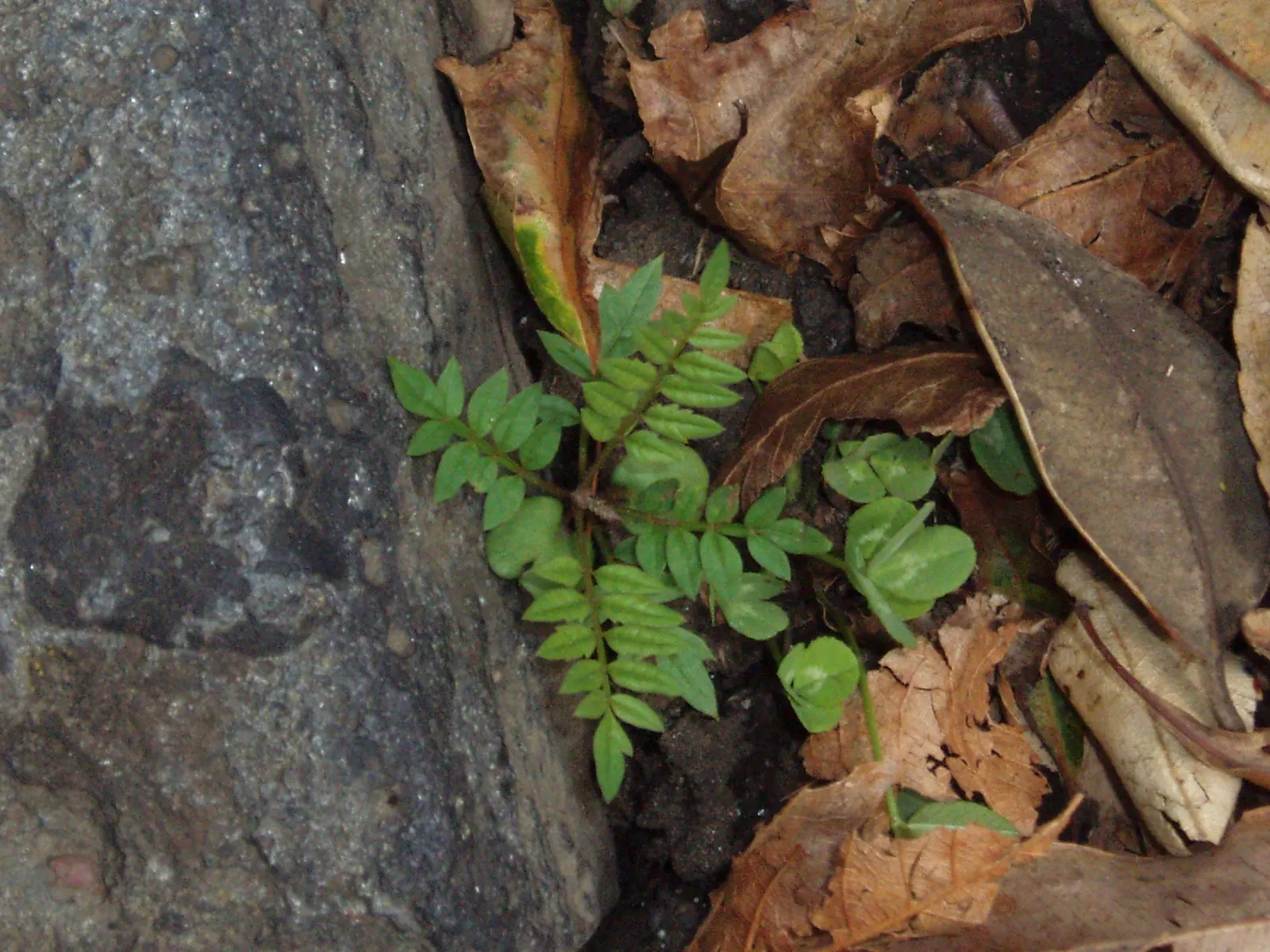 Jacaranda (Jacaranda Mimosifolia) — each about 1.5 inches long; tree with blue blooms, image 86