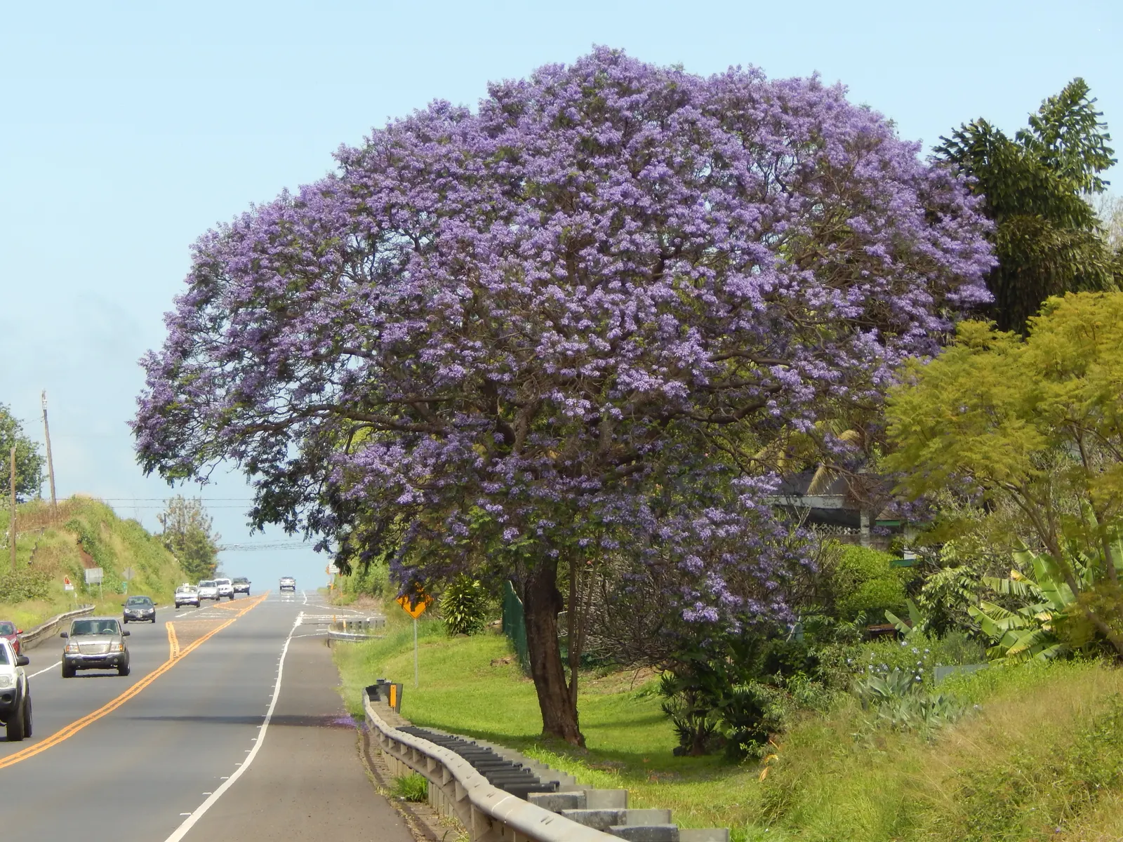Jacaranda (Jacaranda Mimosifolia) — Plant in areas away from pools or walkways to avoid litter from fallen flowers; the Jacaranda requires ample, image 81