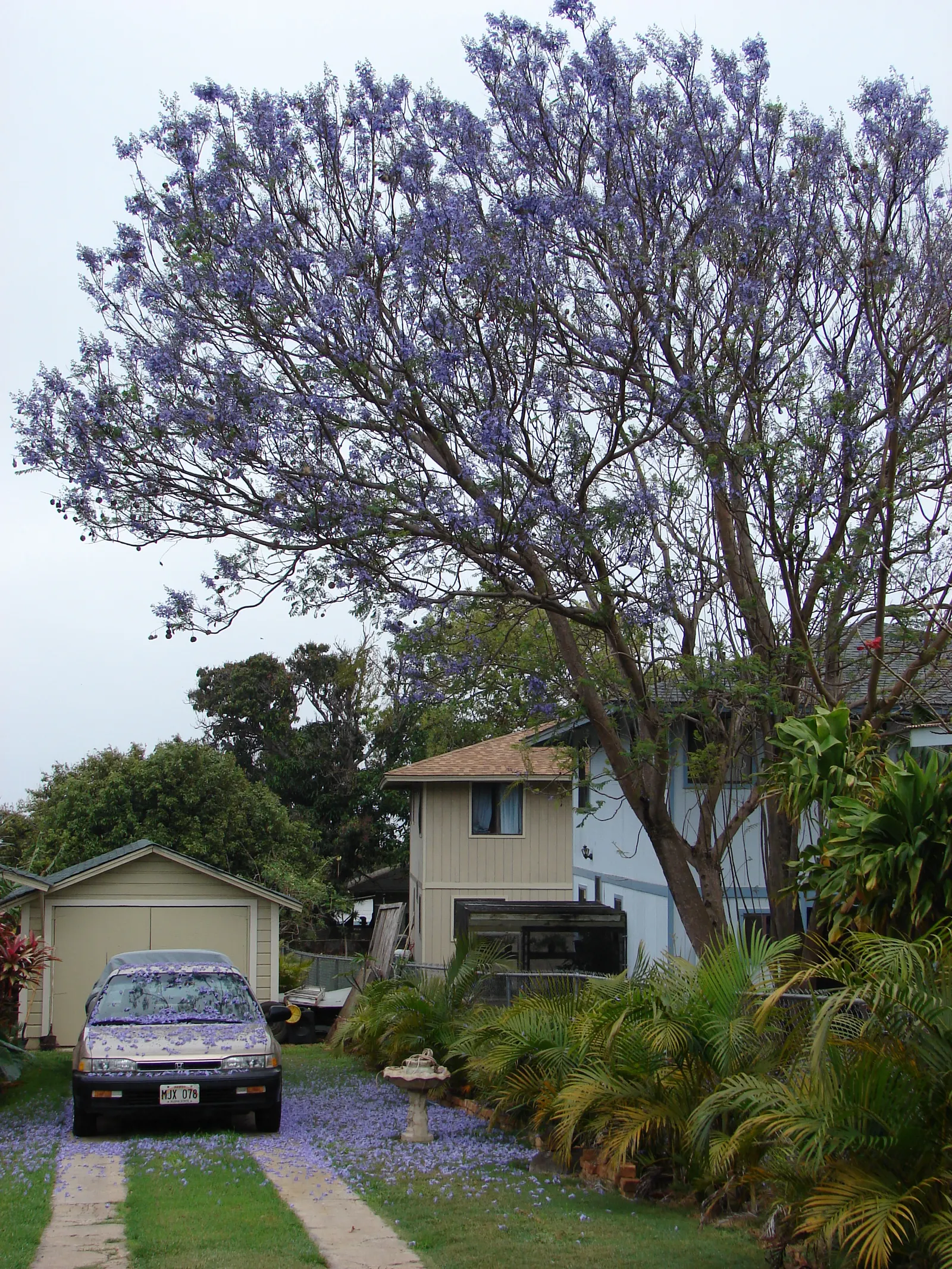 Jacaranda (Jacaranda Mimosifolia) — tree for full; and streetscapes looking to add a tropical or subtropical touch, image 75