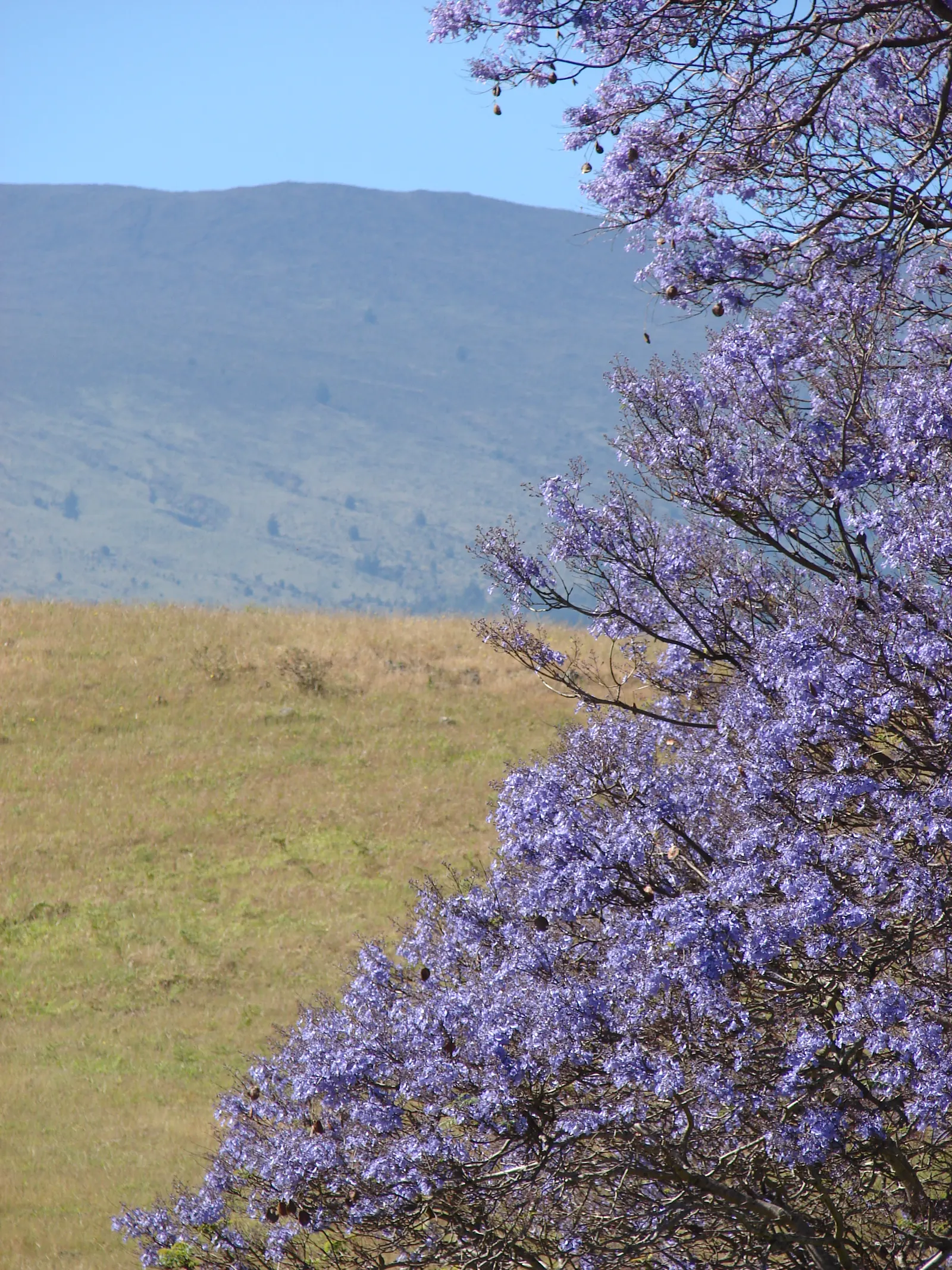 Jacaranda (Jacaranda Mimosifolia) — the Jacaranda comes to life with clusters of trumpet-shaped flowers; reminiscent of the mimosa tree, image 85
