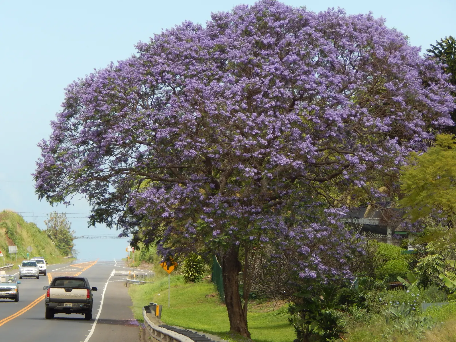 Jacaranda (Jacaranda Mimosifolia) — This deciduous tree matures to 25-50 feet in height and spreads 15-30 feet; each about 1.5 inches long, image 77
