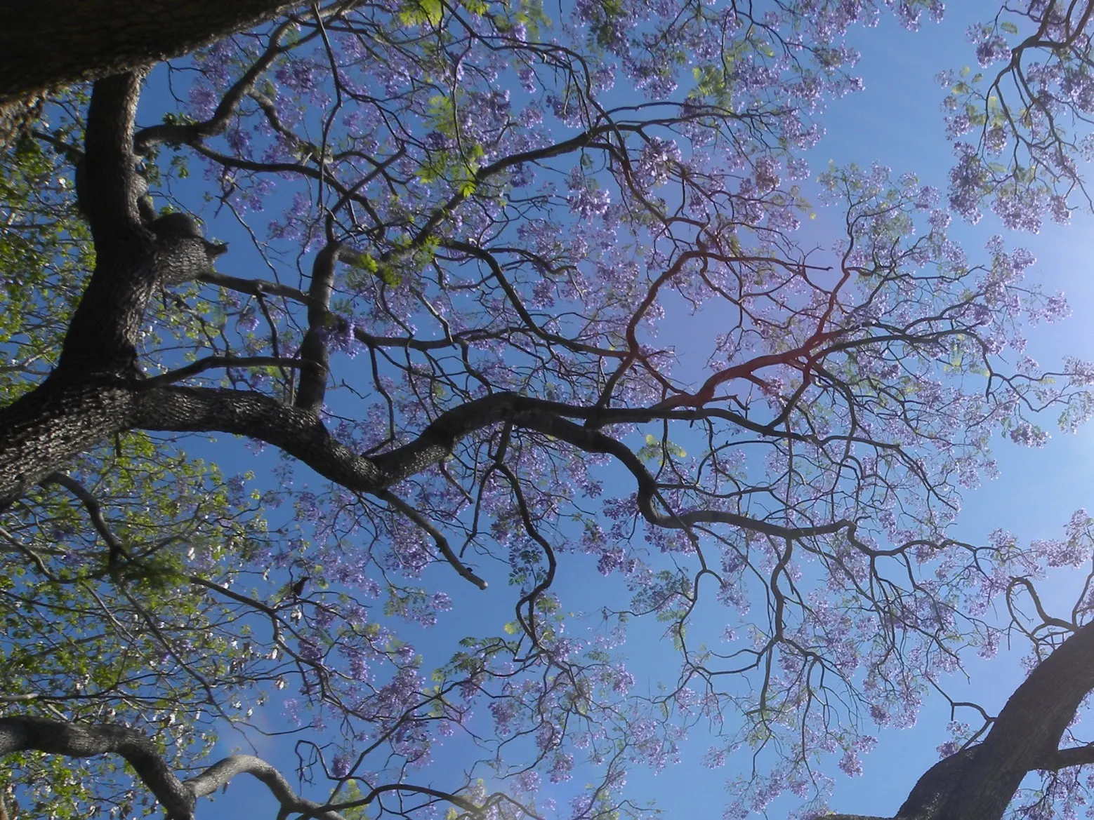 Jacaranda (Jacaranda Mimosifolia) — the tree provides a breathtaking spectacle
