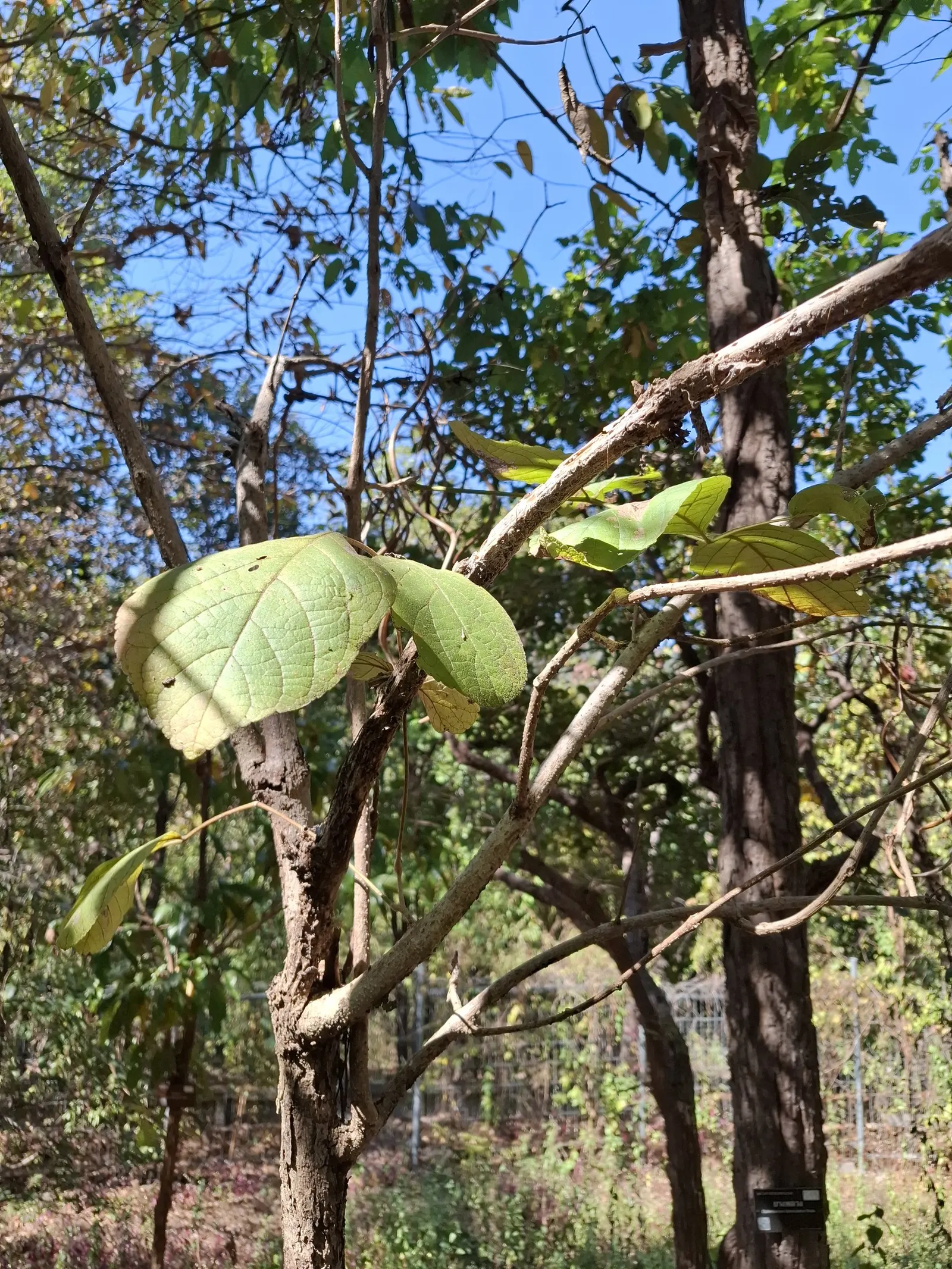 Jacaranda (Jacaranda Mimosifolia) — With moderate growth rates of about 2 feet or more per year