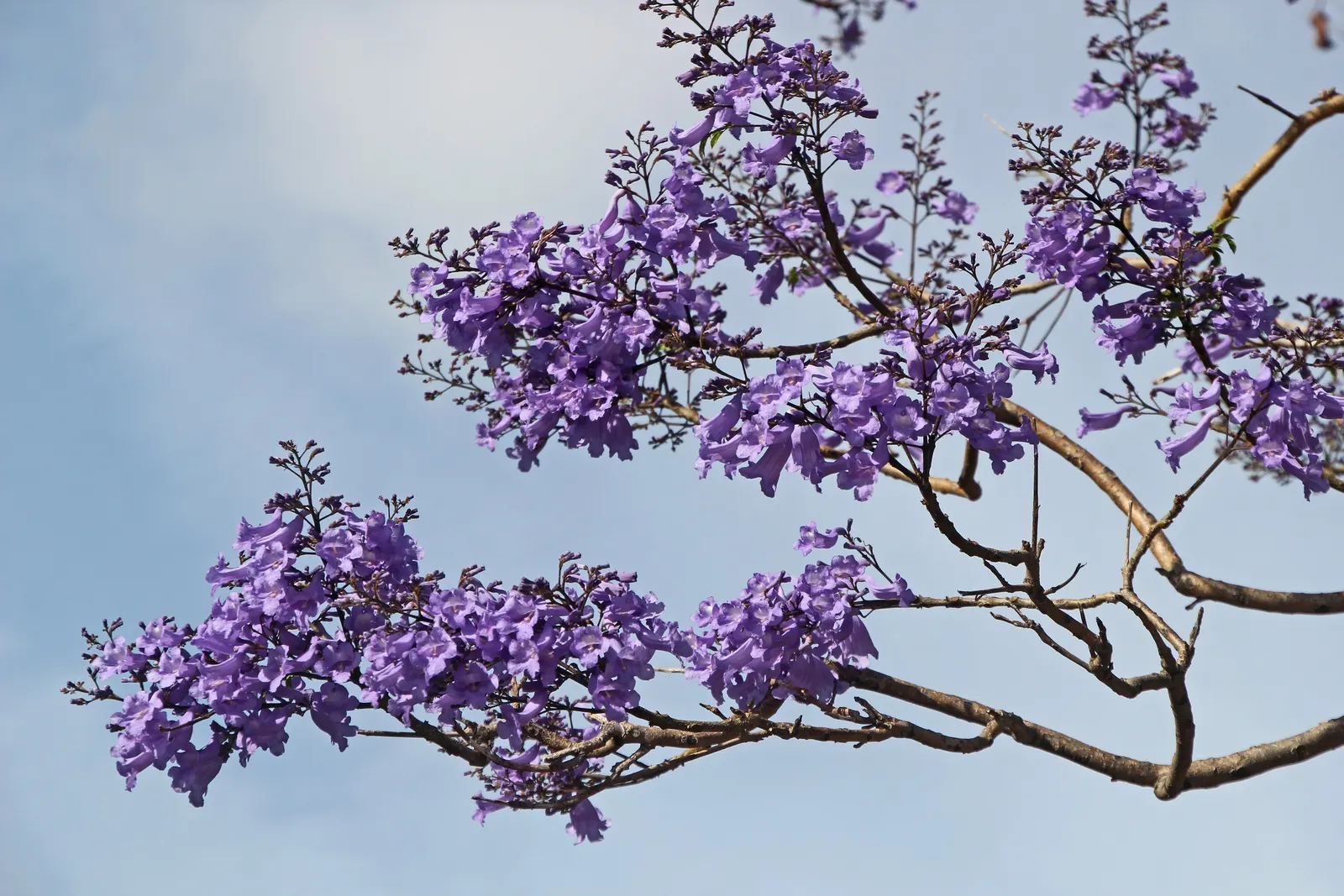 Jacaranda (Jacaranda Mimosifolia) — The Jacaranda mimosifolia, renowned for its captivating purple blossoms, thrives under full sun