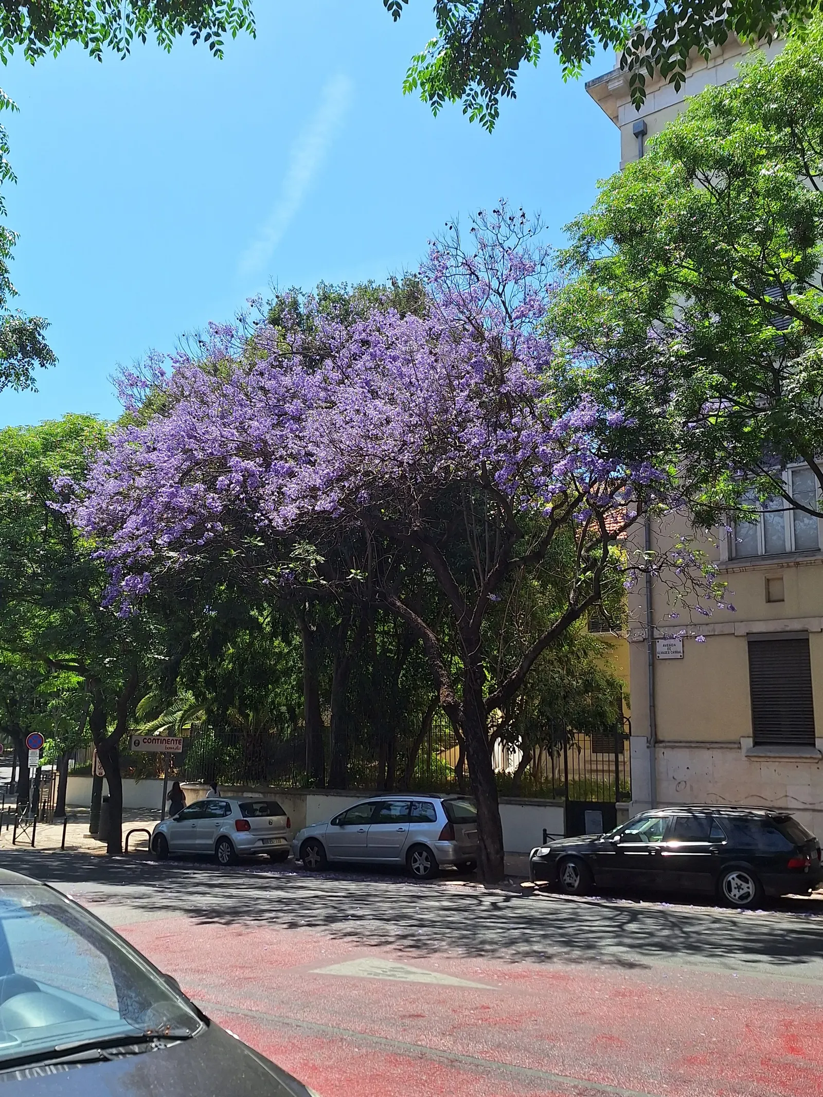 Jacaranda (Jacaranda Mimosifolia) — tree for full