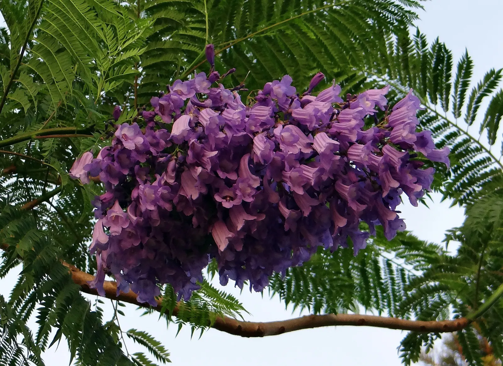 Jacaranda (Jacaranda Mimosifolia) — and somewhat irregular crown