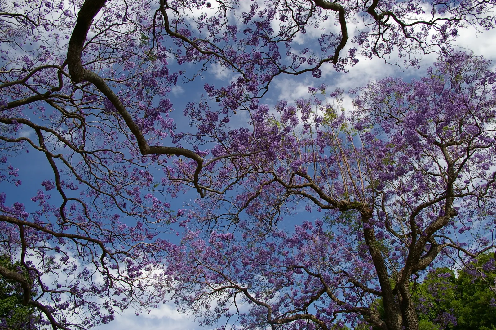 Jacaranda (Jacaranda Mimosifolia) — Plant in areas away from pools or walkways to avoid litter from fallen flowers