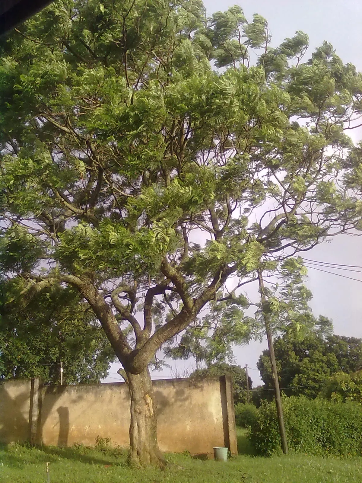 Jacaranda (Jacaranda Mimosifolia) — the Jacaranda comes to life with clusters of trumpet-shaped flowers