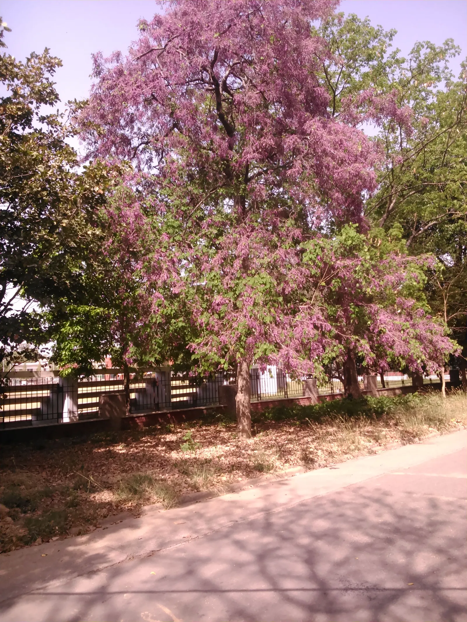 Jacaranda (Jacaranda Mimosifolia) — While the tree is drought-tolerant once established, it benefits from regular watering during dry spells; that, image 95