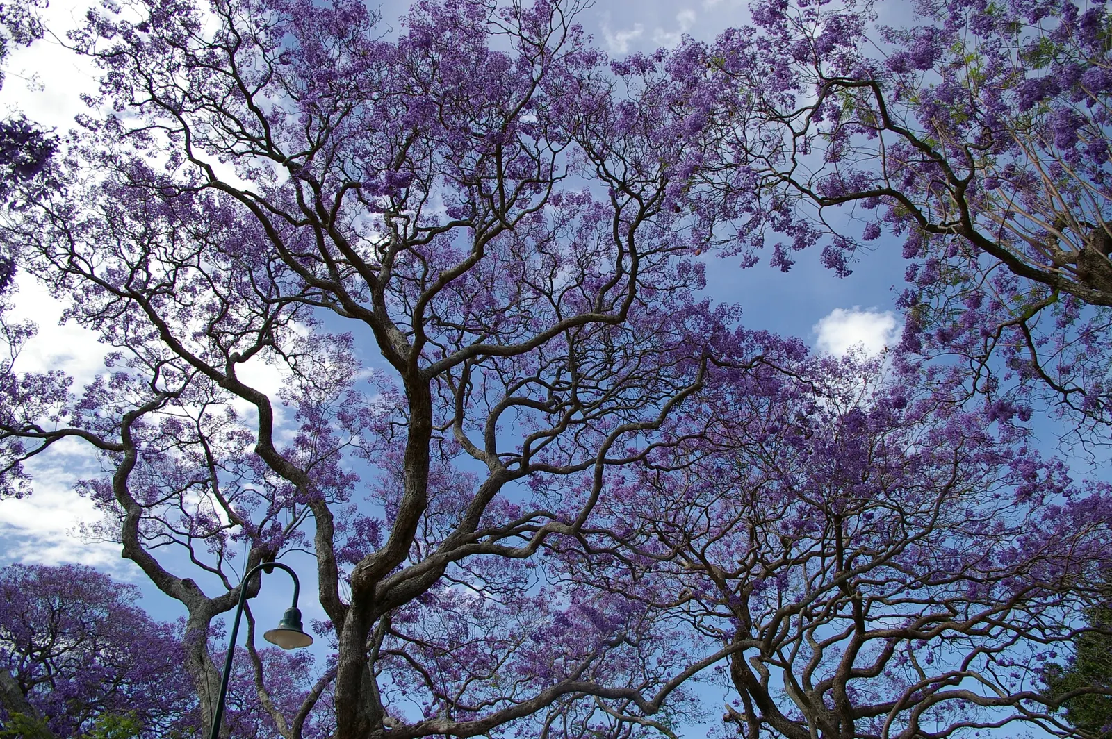 Jacaranda (Jacaranda Mimosifolia) — Blooms are best in warm climates (USDA zones 9-11) and add vibrant color to spring landscapes