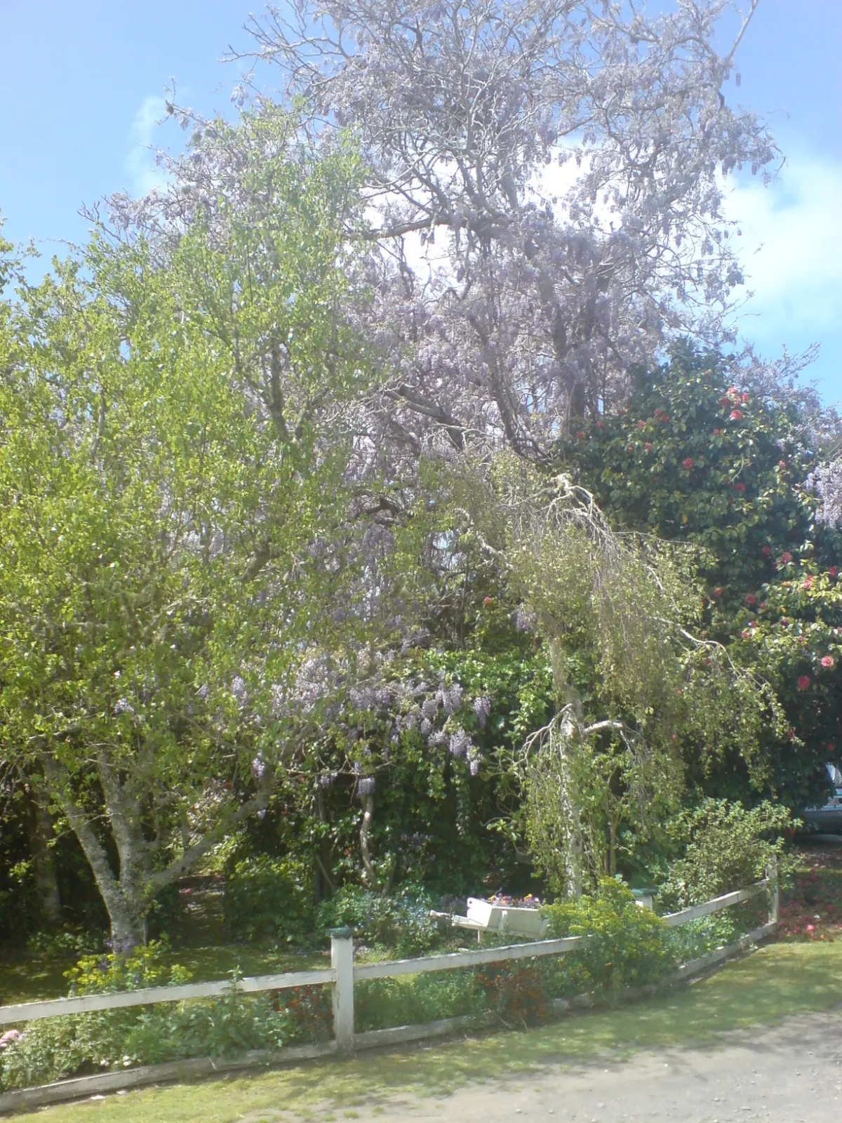 Jacaranda (Jacaranda Mimosifolia) — reminiscent of the mimosa tree