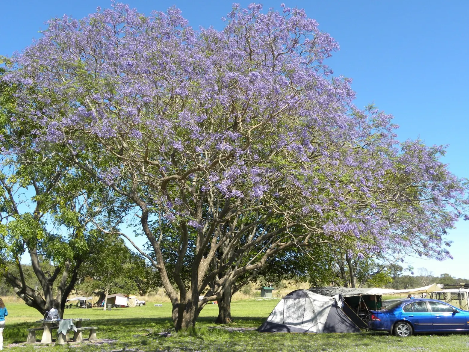 Jacaranda (Jacaranda Mimosifolia) — is a captivating tree appreciated for its stunning display of purple blossoms