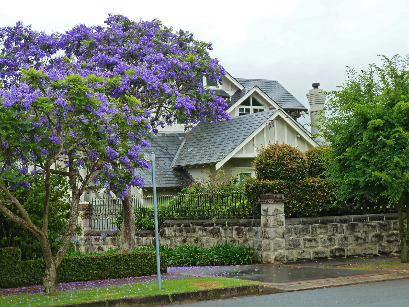 Jacaranda (Jacaranda Mimosifolia) — and somewhat irregular crown; this deciduous tree matures to 25-50 feet in height and spreads 15-30 feet, image 90