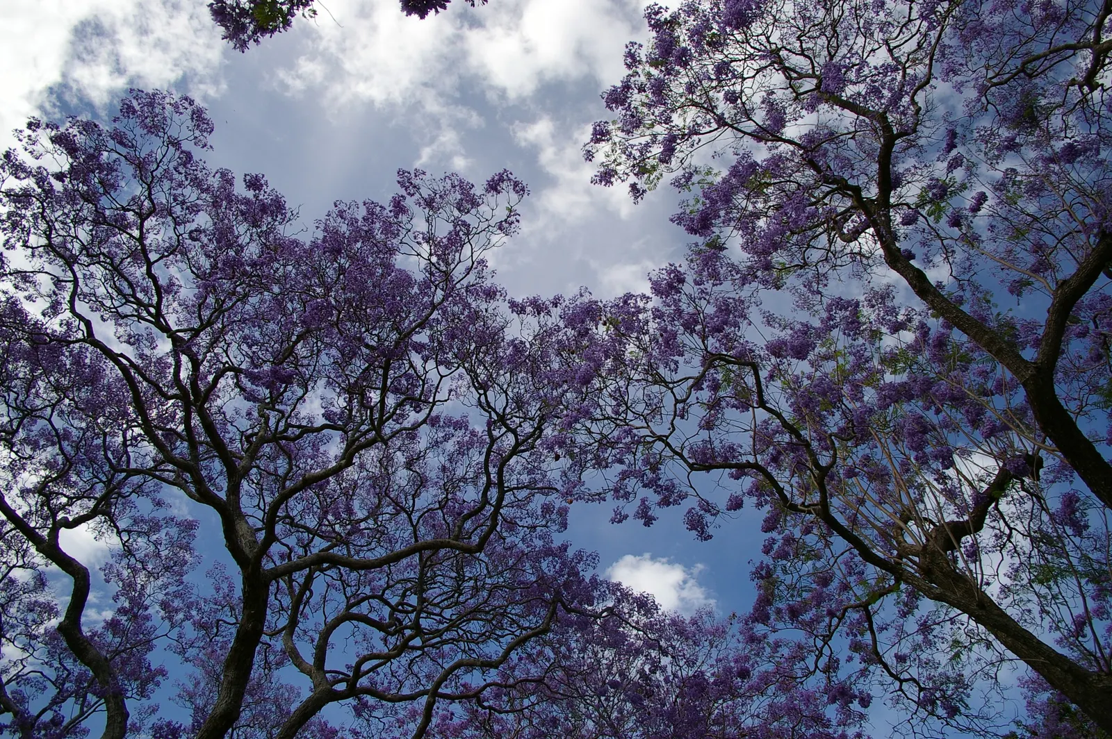 Jacaranda (Jacaranda Mimosifolia) — This deciduous tree matures to 25-50 feet in height and spreads 15-30 feet