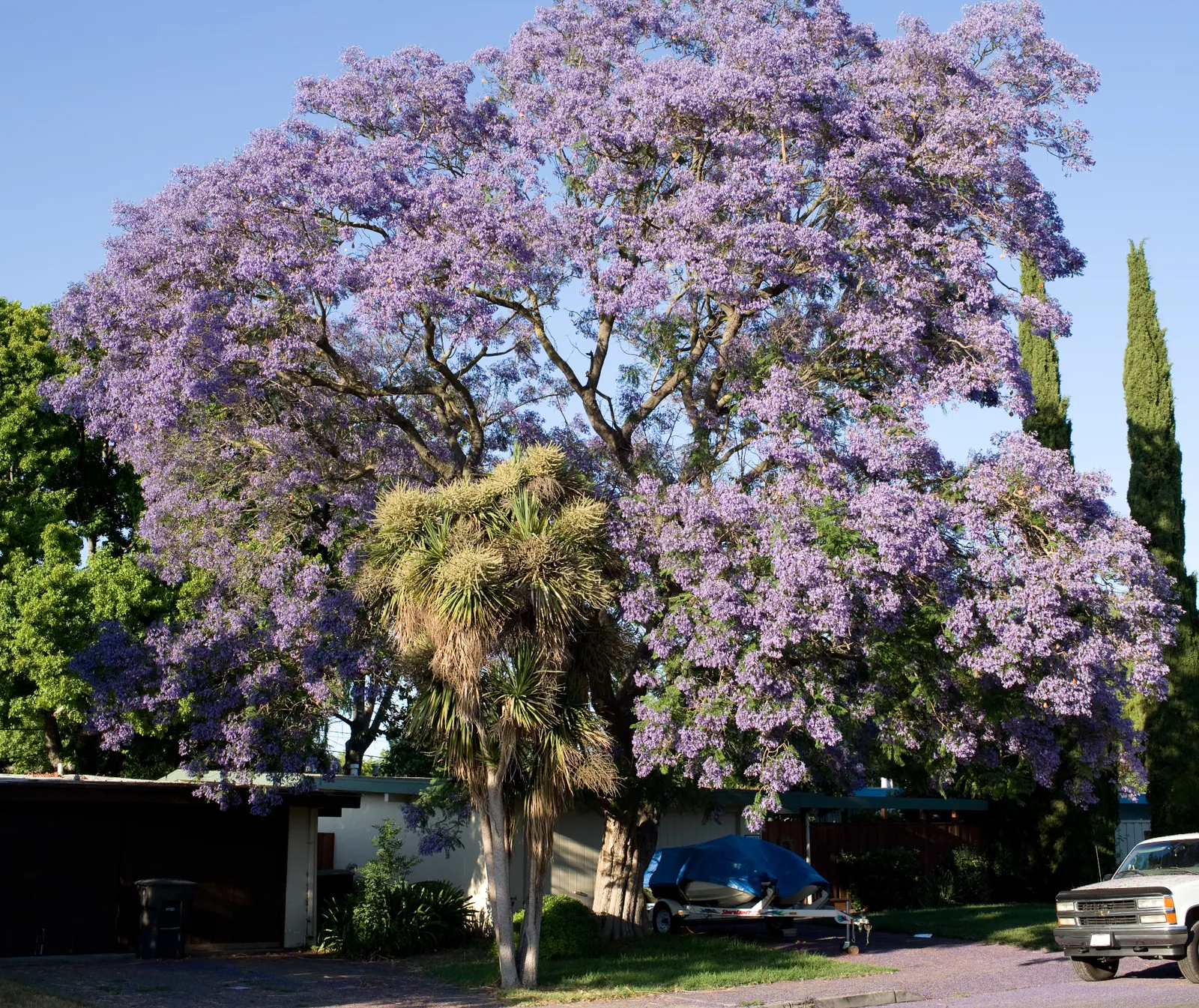 Jacaranda (Jacaranda Mimosifolia) — commonly referred to as just Jacaranda