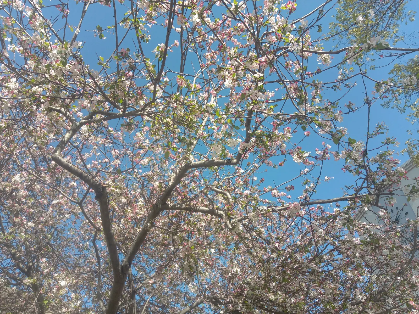 Jacaranda (Jacaranda Mimosifolia) — It features finely textured