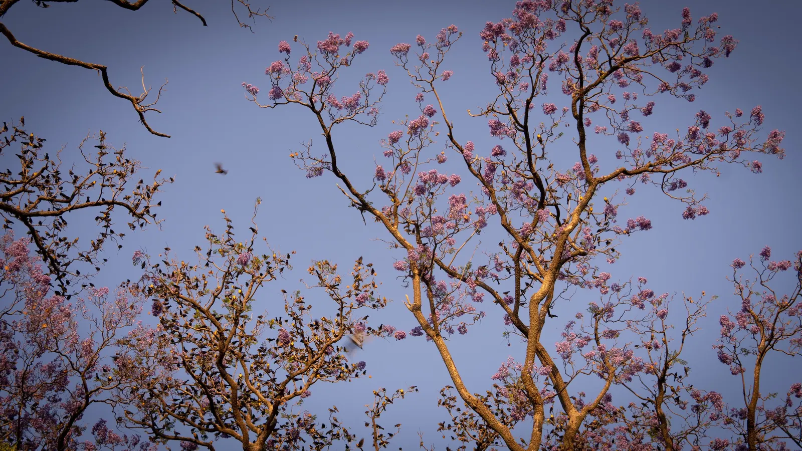 Jacaranda (Jacaranda Mimosifolia) — each about 1.5 inches long