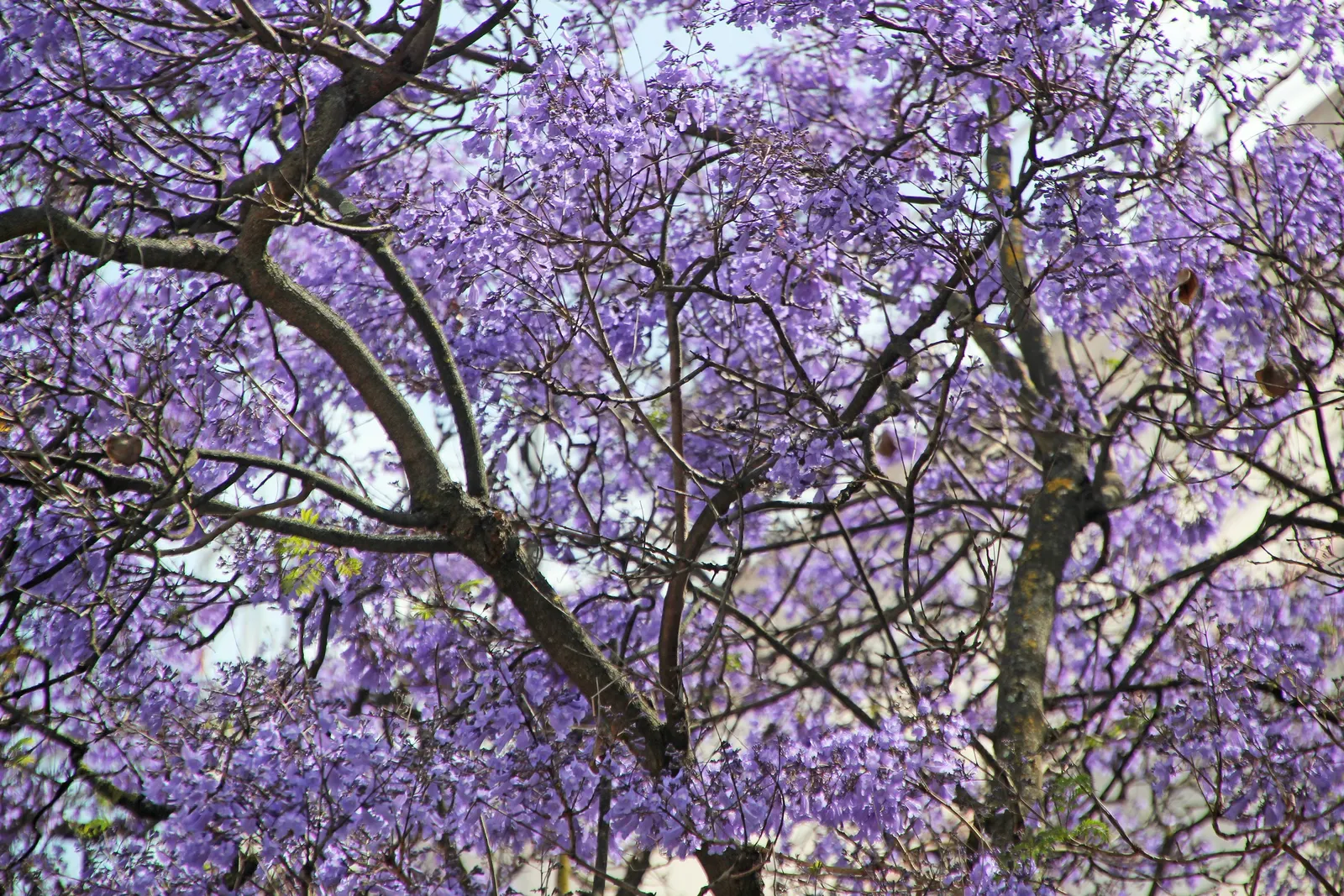 Jacaranda (Jacaranda Mimosifolia) — The Jacaranda mimosifolia, renowned for its captivating purple blossoms, thrives under full sun; prefers well-drained soil
